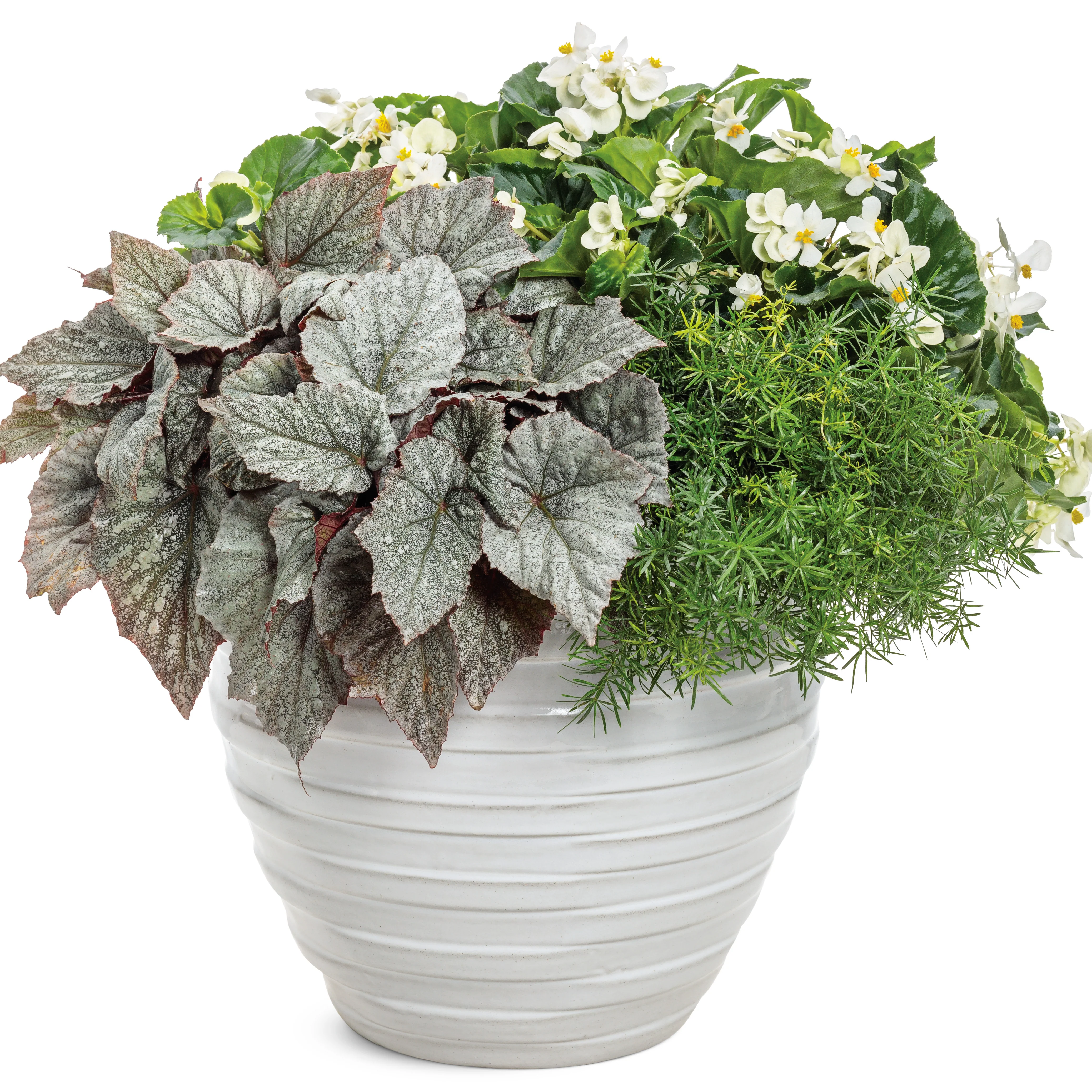 Space Age® Triton™ (Rex begonia) - Image 5