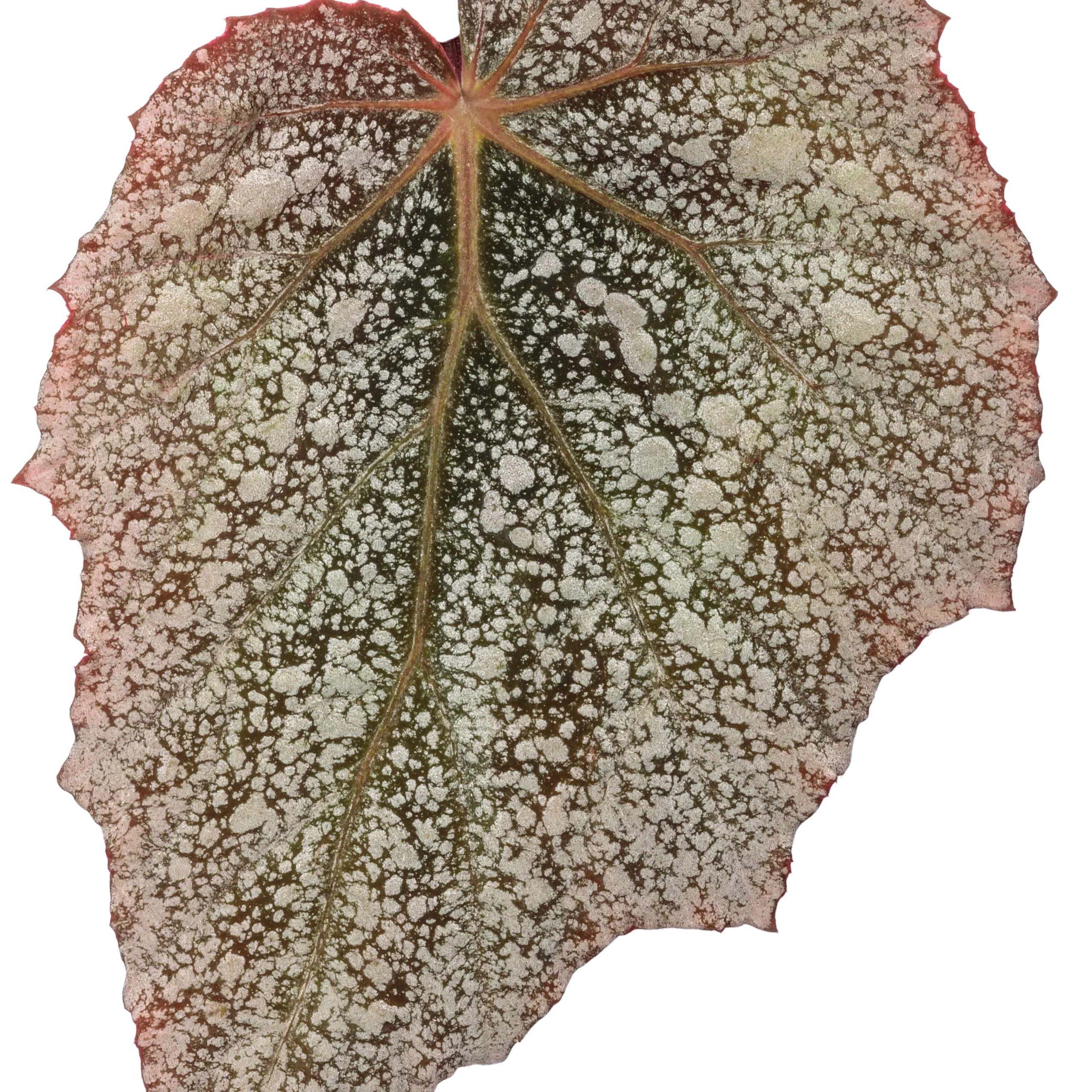 Space Age® Triton™ (Rex begonia) - Image 6