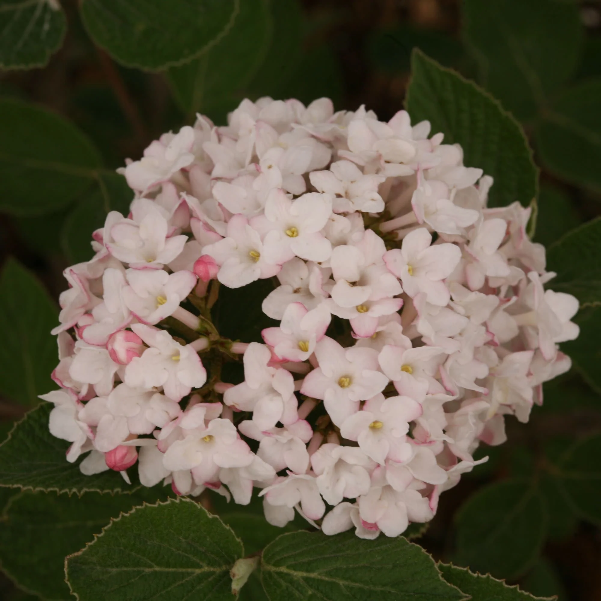 Spice Baby™ Koreanspice Viburnum (carlesii) - Image 3