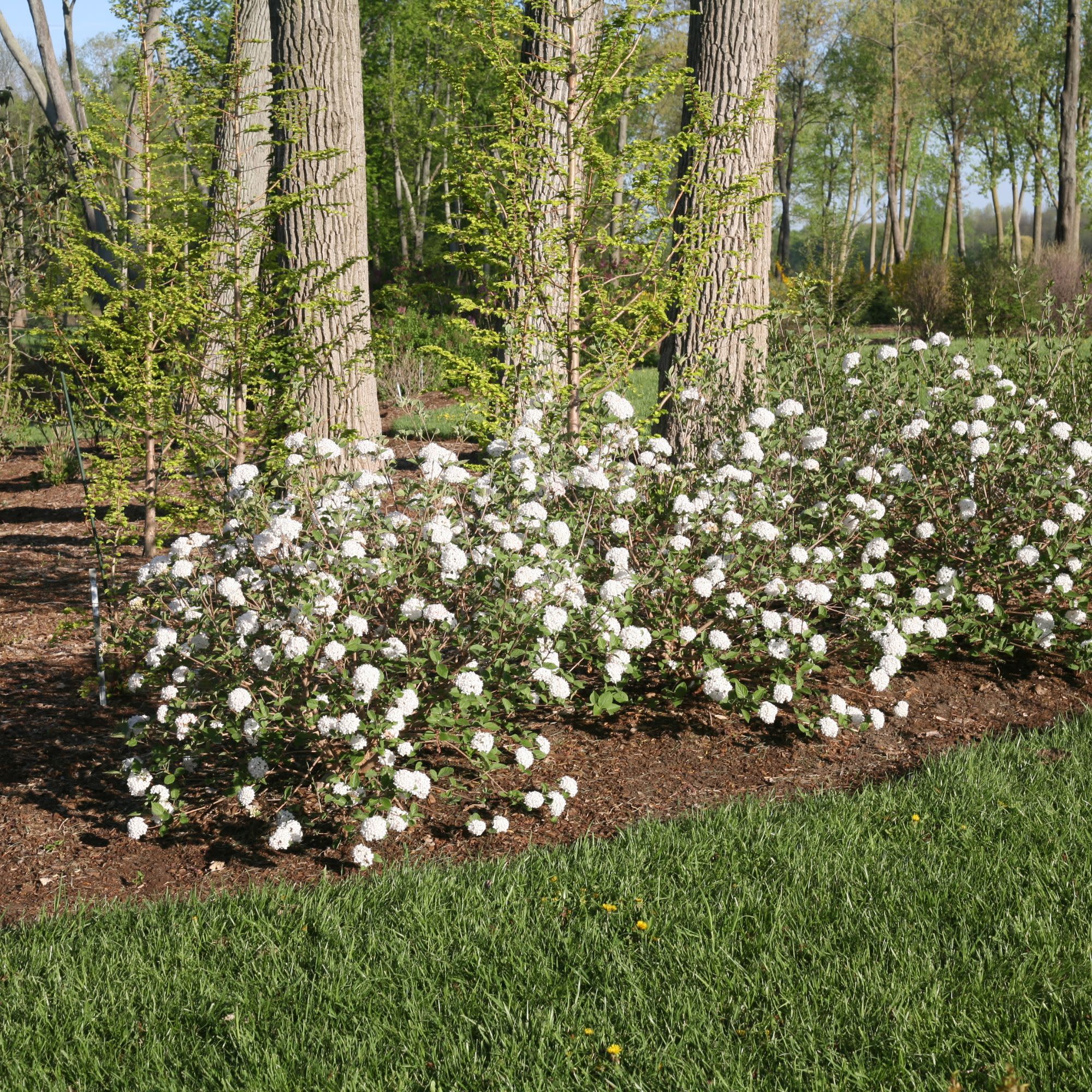 Spice Baby™ Koreanspice Viburnum (carlesii) - Image 4