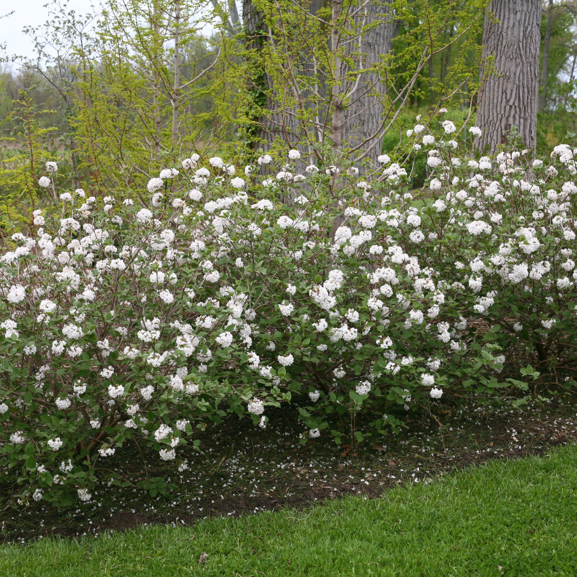 Spice Baby™ Koreanspice Viburnum (carlesii) - Image 5