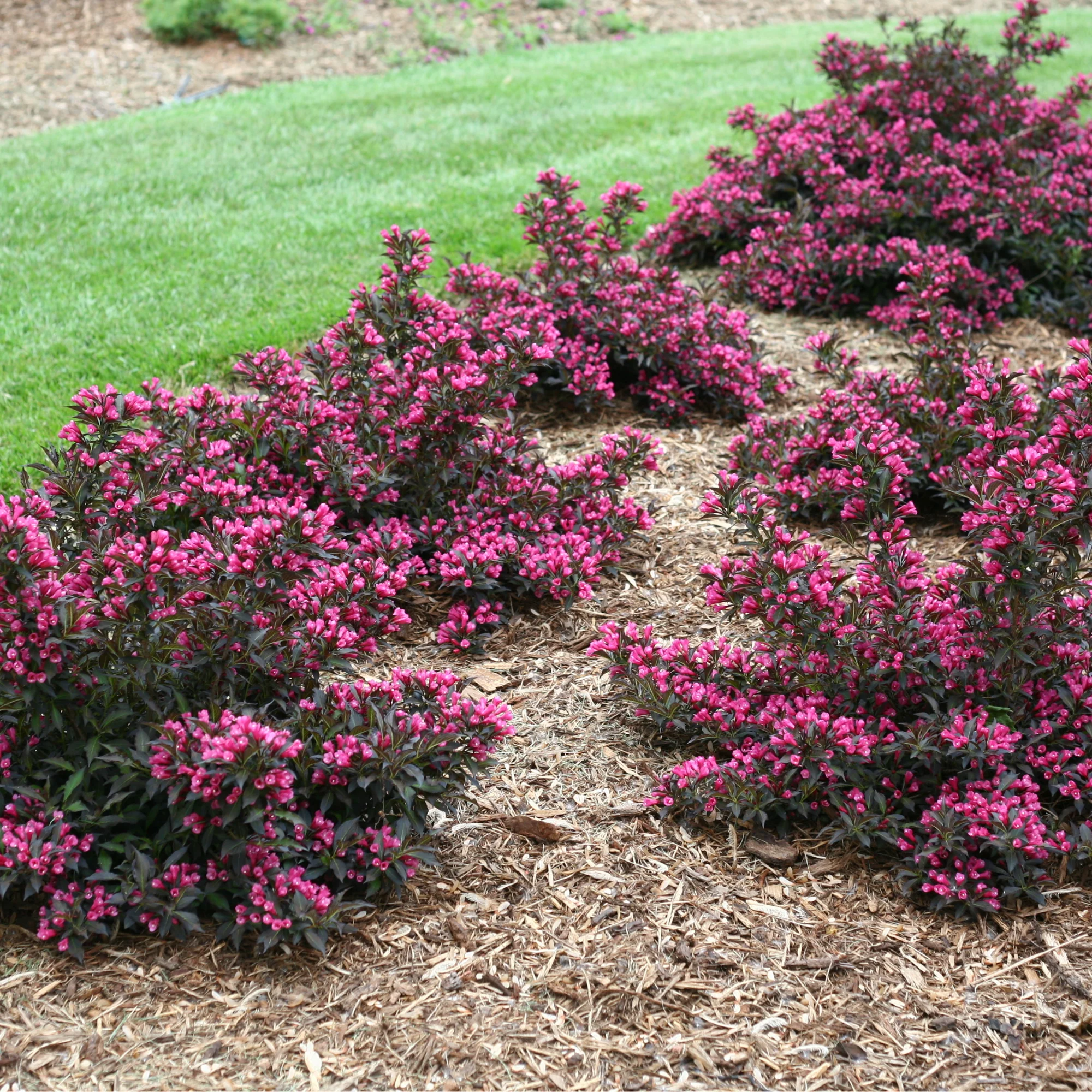 Spilled Wine® Weigela (florida) - Image 4