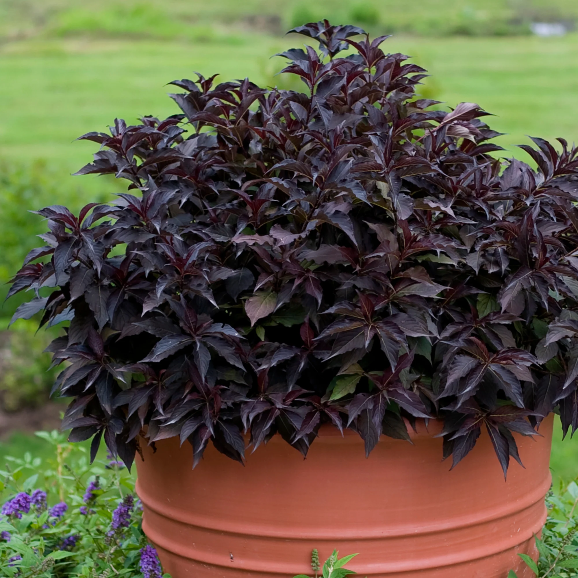 Spilled Wine® Weigela (florida) - Image 6