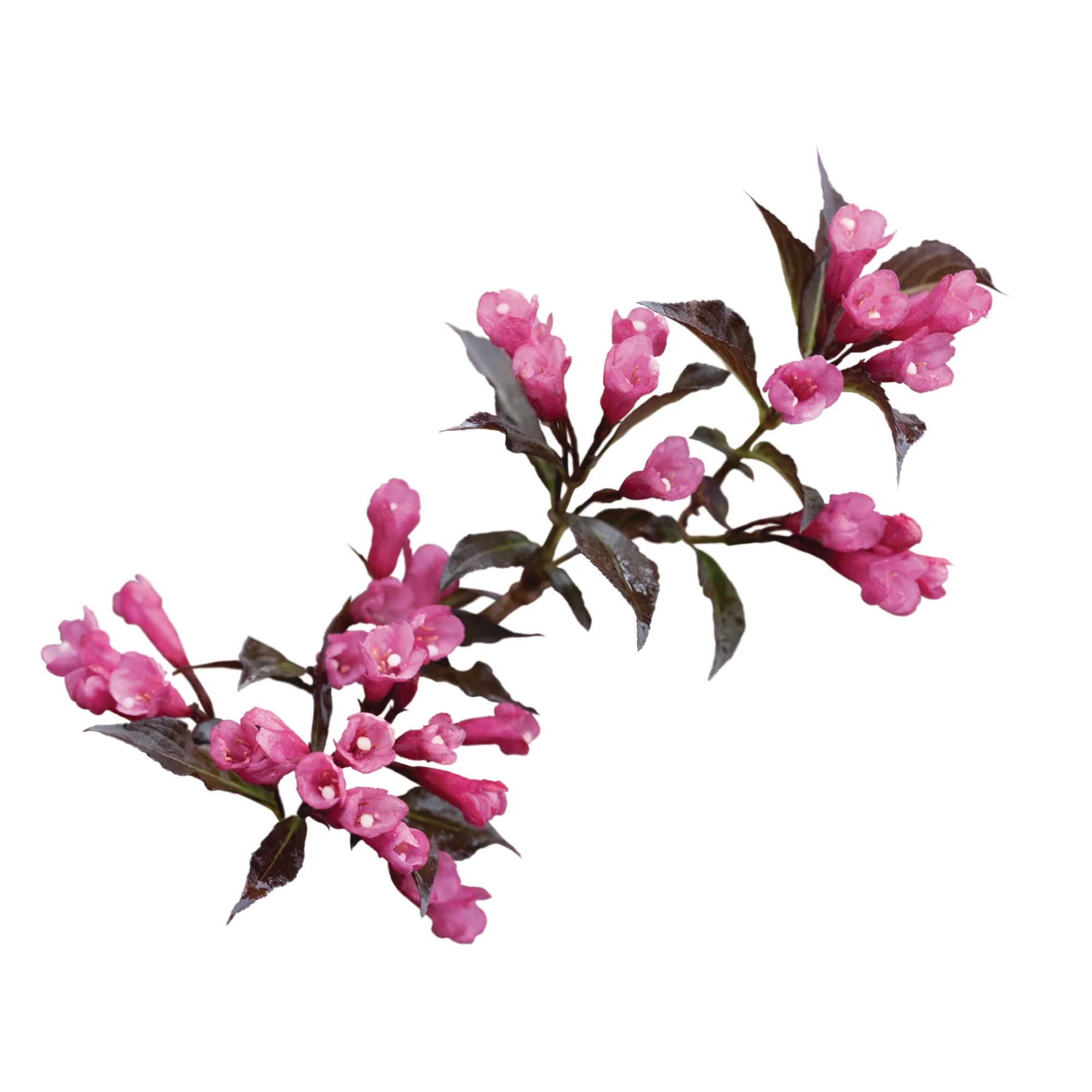 Spilled Wine® Weigela (florida) - Image 7