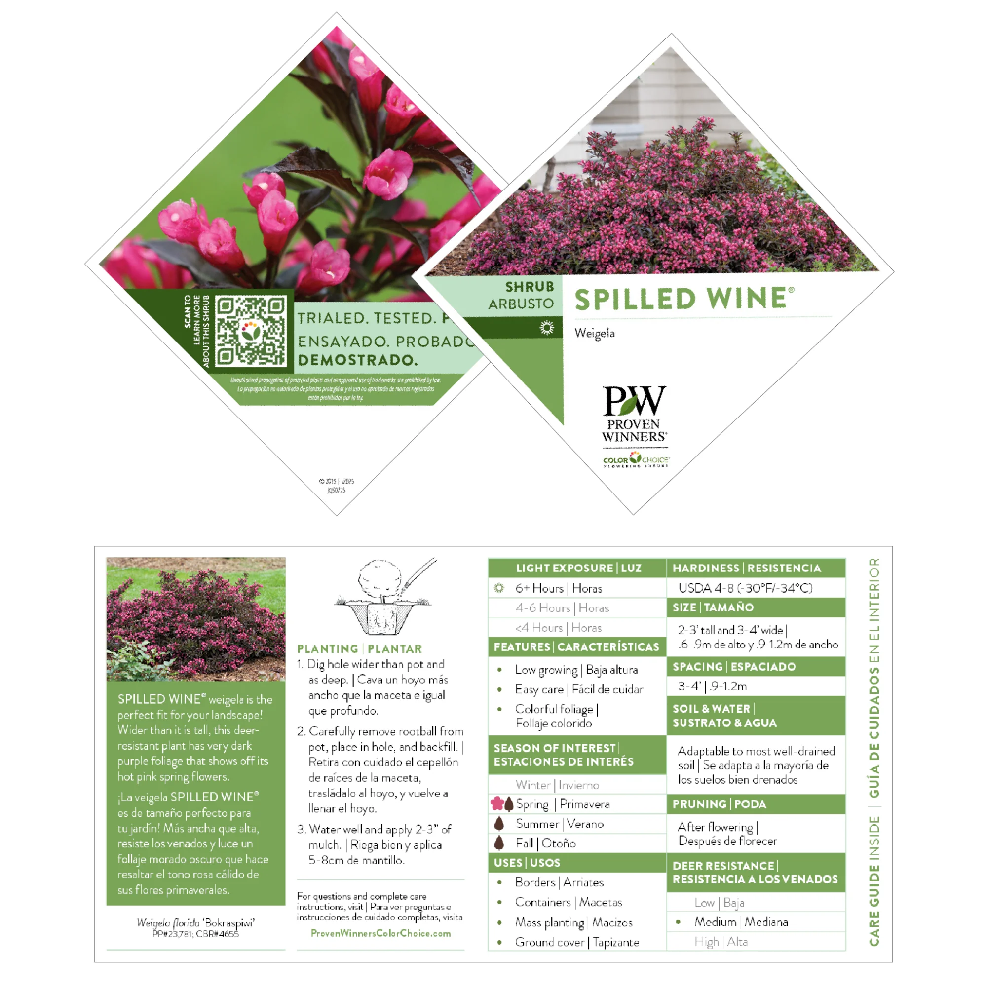 Spilled Wine® Weigela (florida) - Image 9
