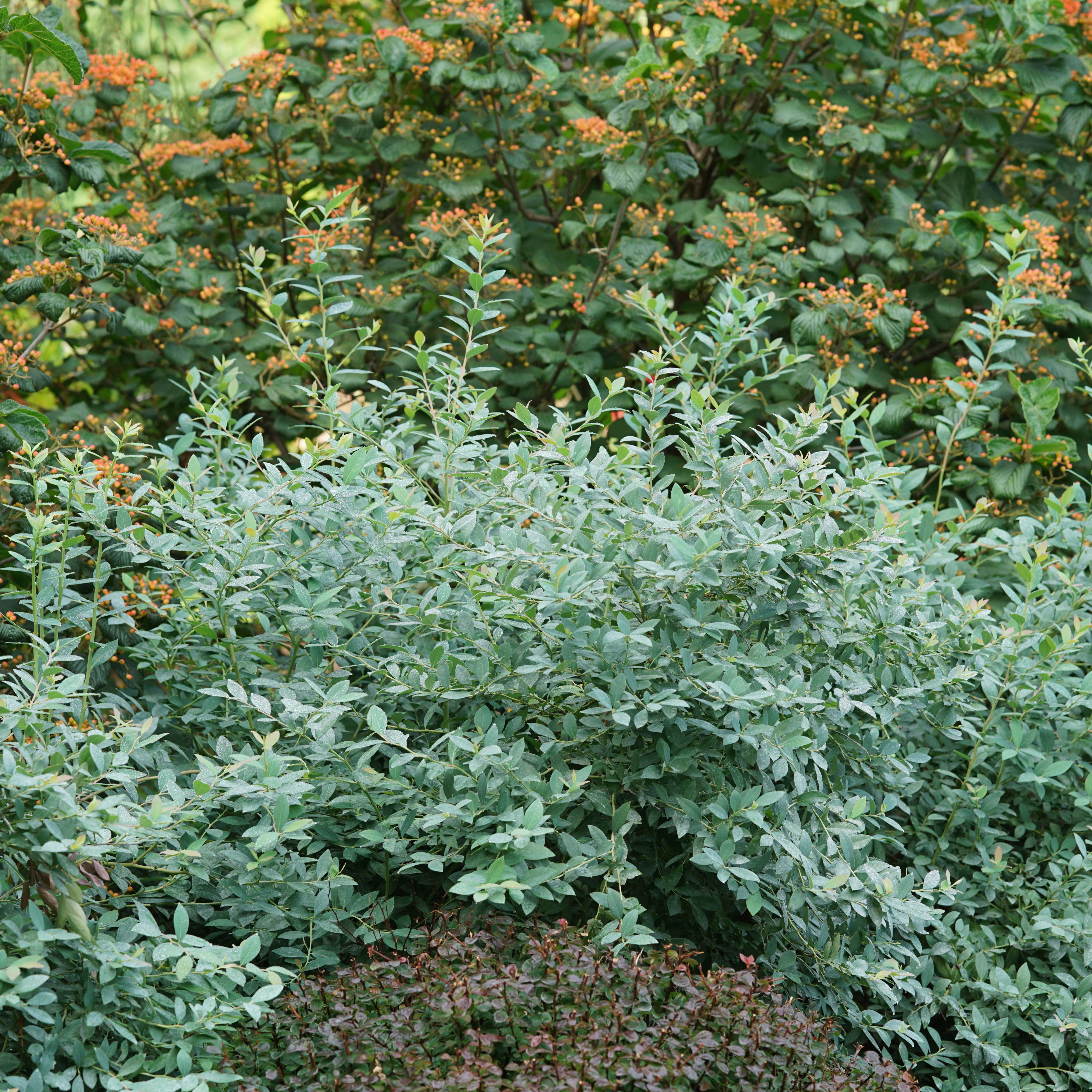 Splendid!® Blue Highbush Blueberry (Vaccinium corymbosum) - Image 10