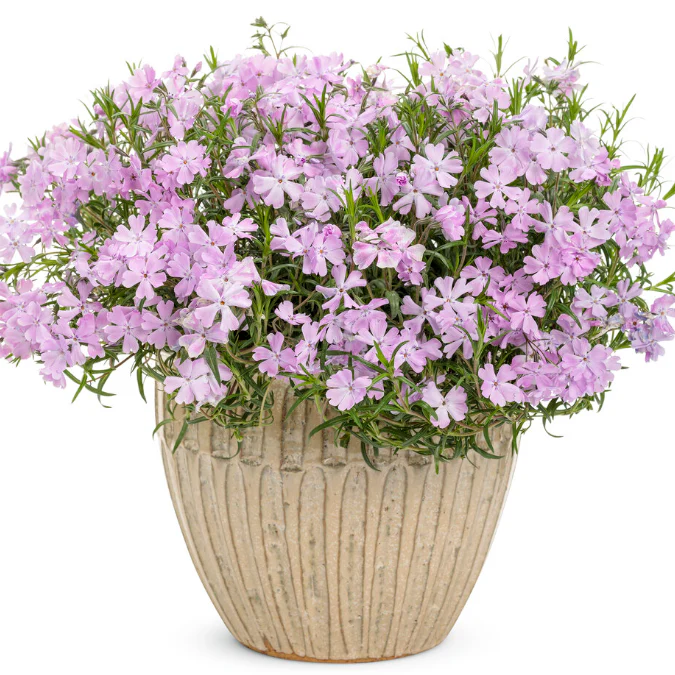 Spring Bling® 'Pink Sparkles' Hybrid Spring Phlox (hybrid) - Image 7