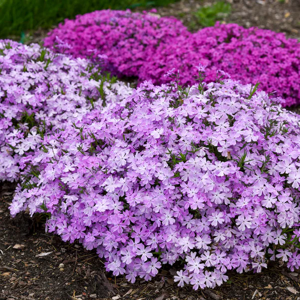 Spring Bling® 'Pink Sparkles' Hybrid Spring Phlox (hybrid) - Image 9