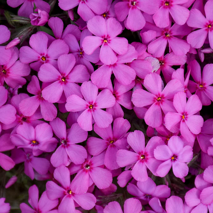 Spring Bling® 'Ruby Riot' Hybrid Spring Phlox (hybrid) - Image 2