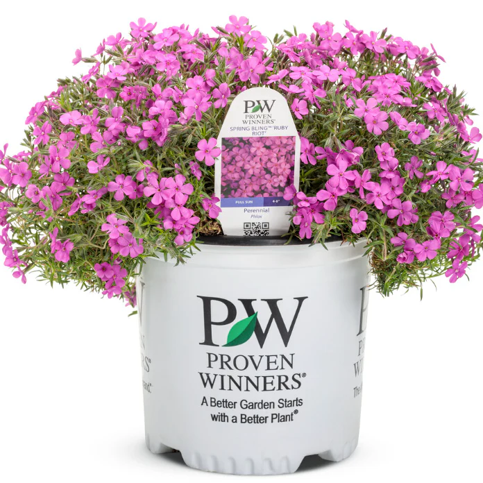 Spring Bling® 'Ruby Riot' Hybrid Spring Phlox (hybrid) - Image 3