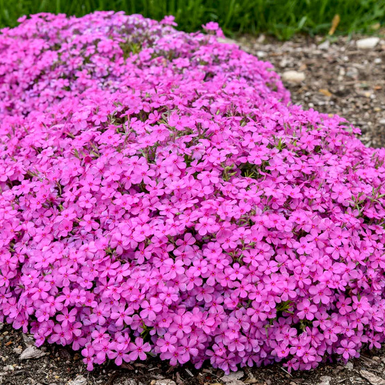 Spring Bling® 'Ruby Riot' Hybrid Spring Phlox (hybrid) - Image 5