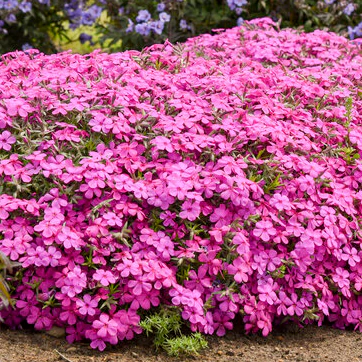 Spring Bling® 'Ruby Riot' Hybrid Spring Phlox (hybrid) - Image 6