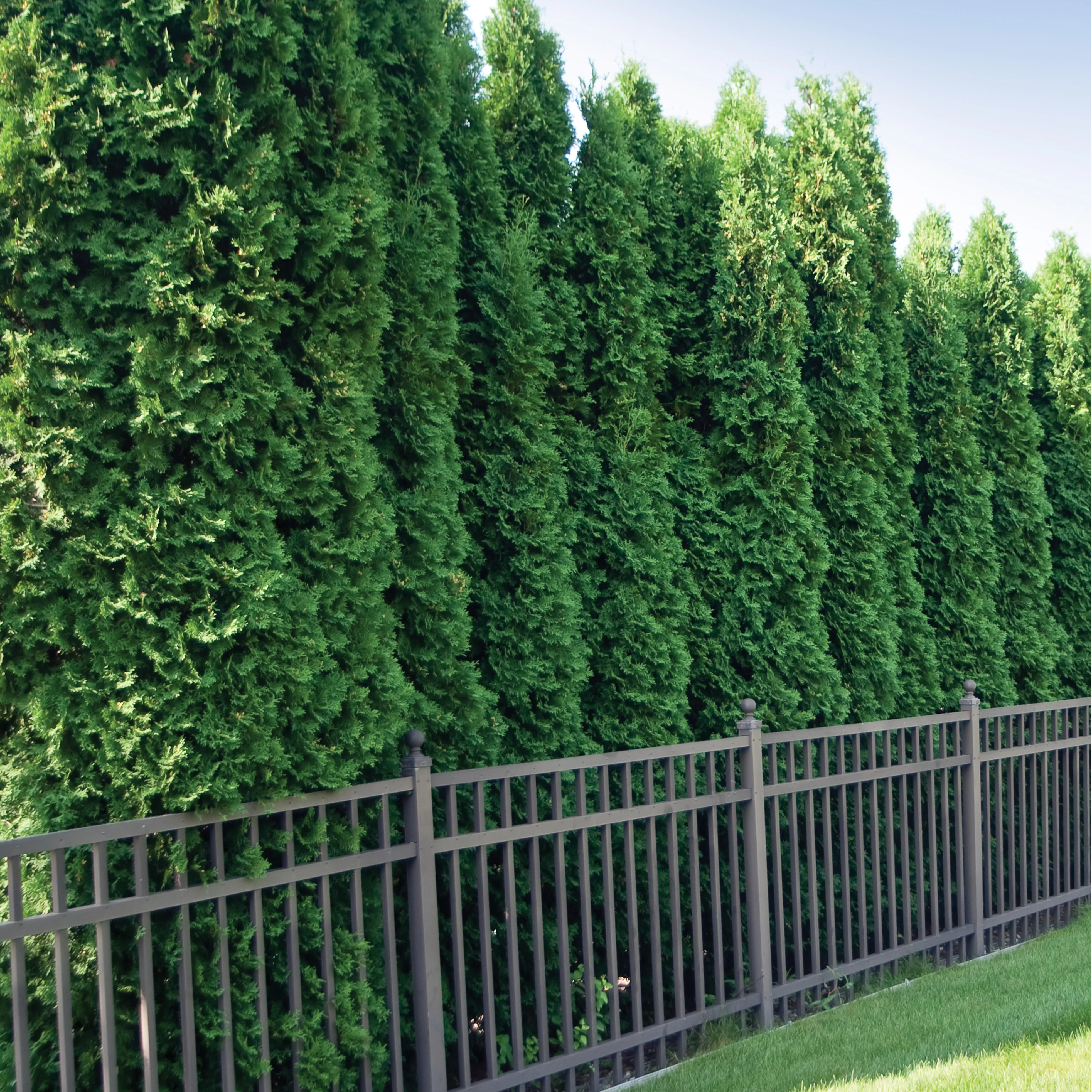 Spring Grove® Western Arborvitae (Thuja plicata) - Image 5