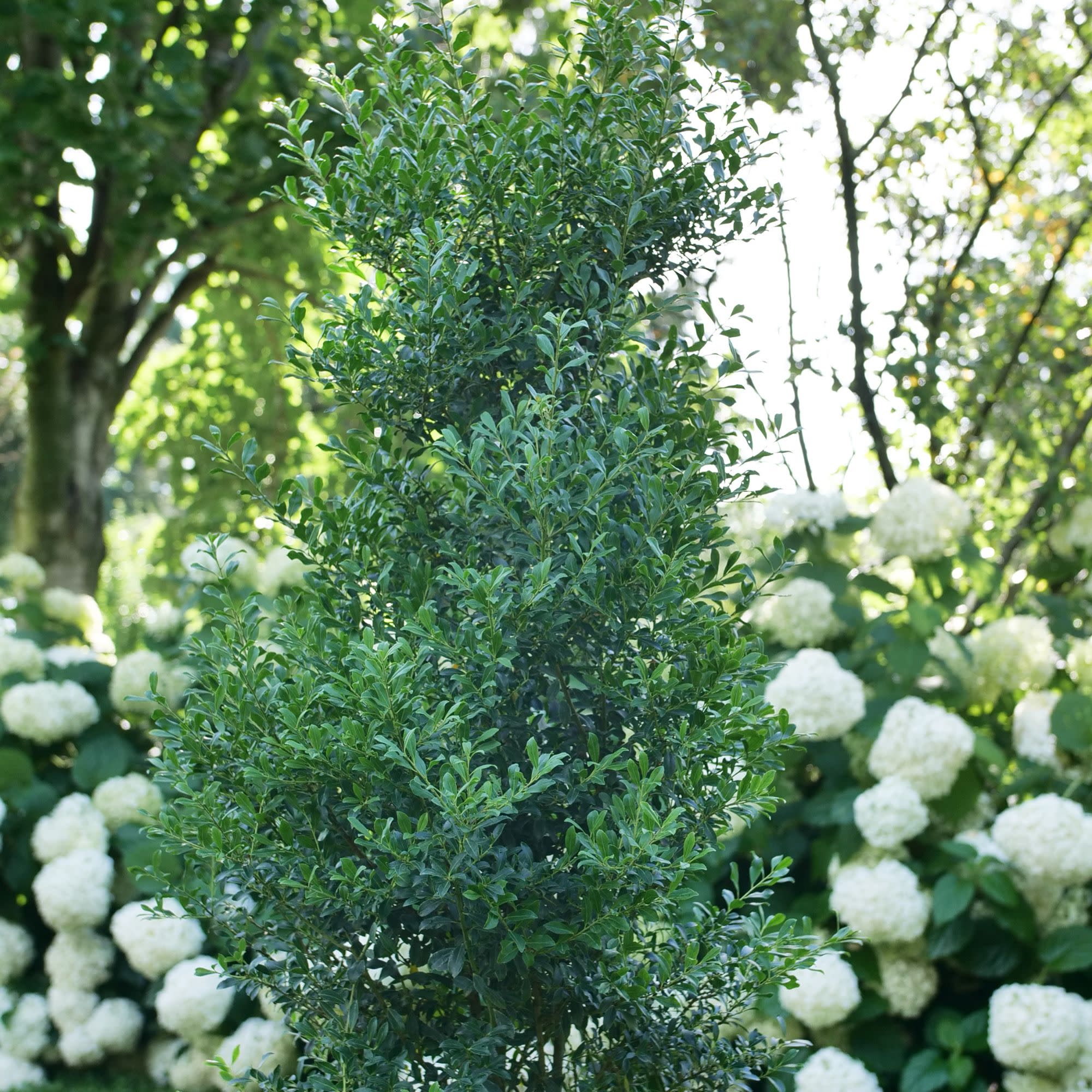 Squeeze Box® Inkberry Holly (Ilex glabra) - Image 3