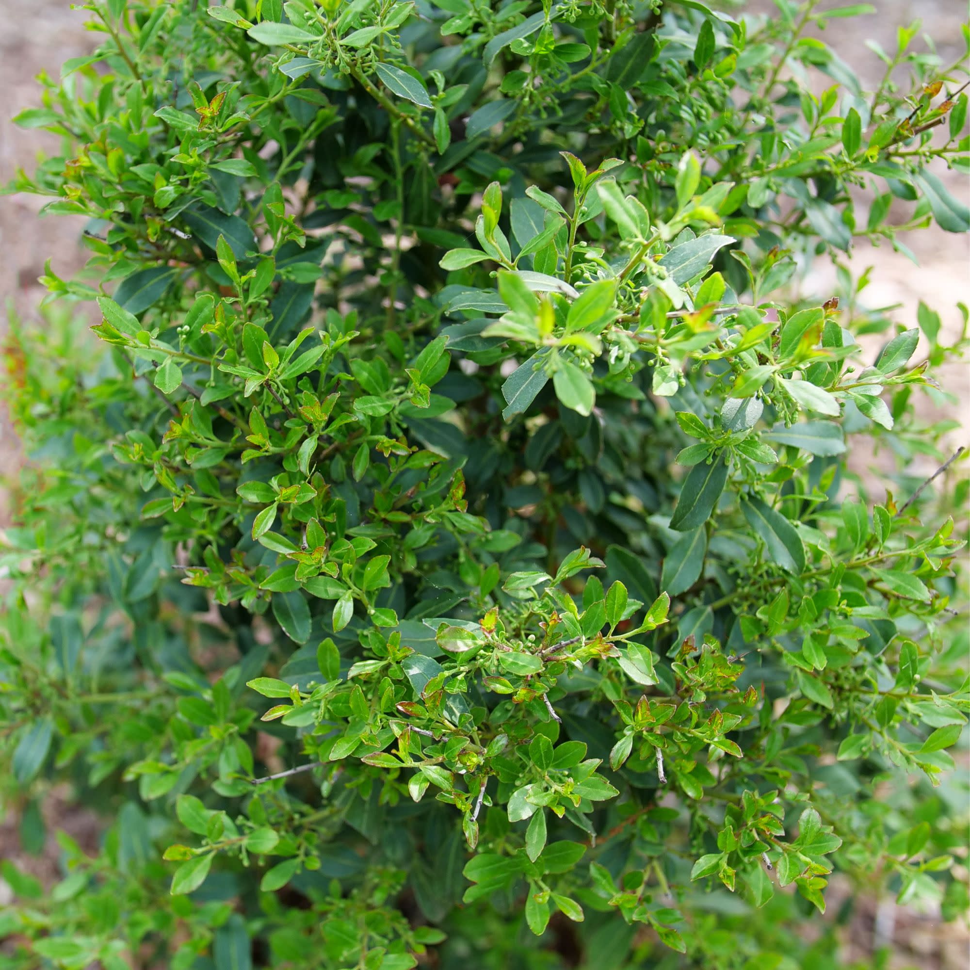 Squeeze Box® Inkberry Holly (Ilex glabra) - Image 4