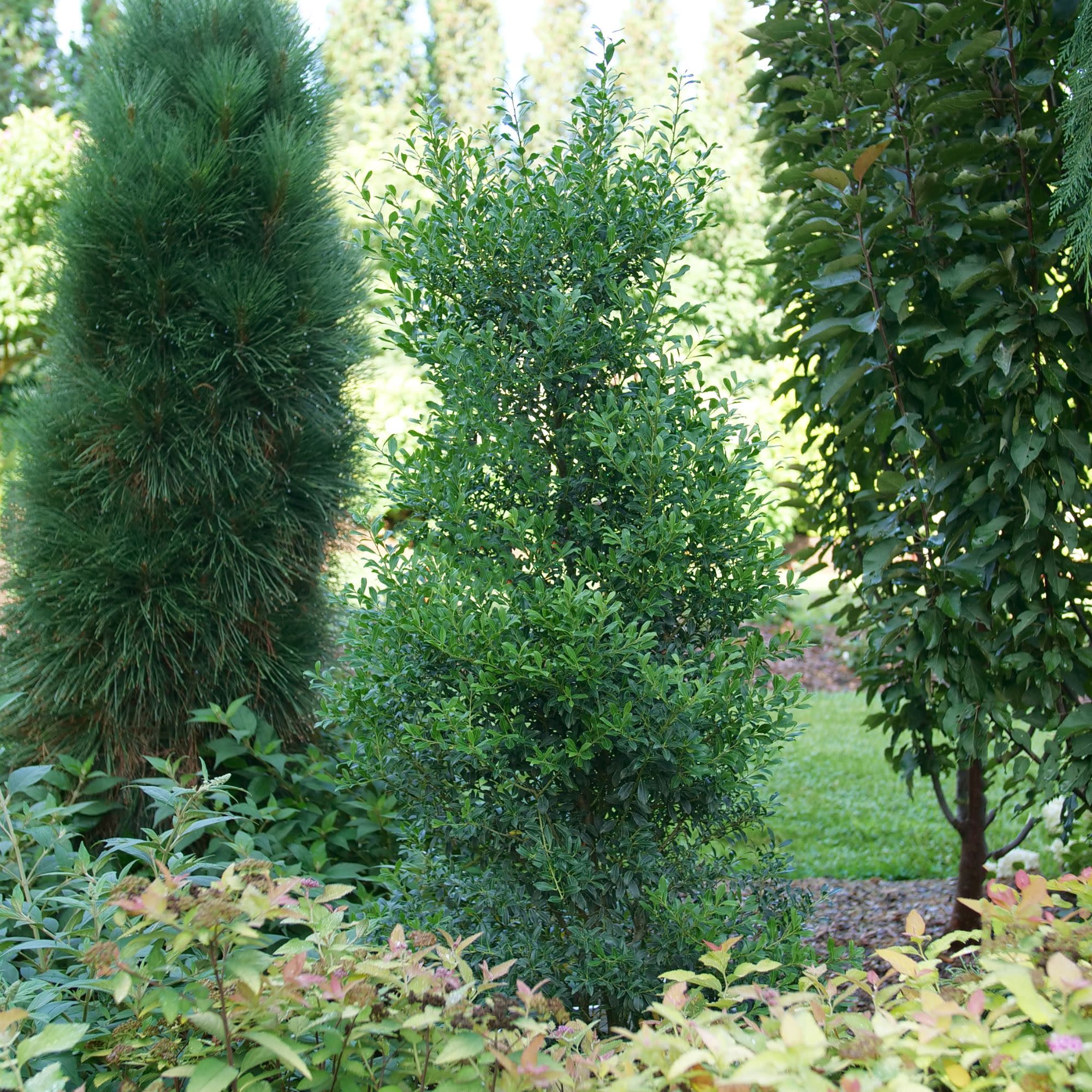 Squeeze Box® Inkberry Holly (Ilex glabra) - Image 5