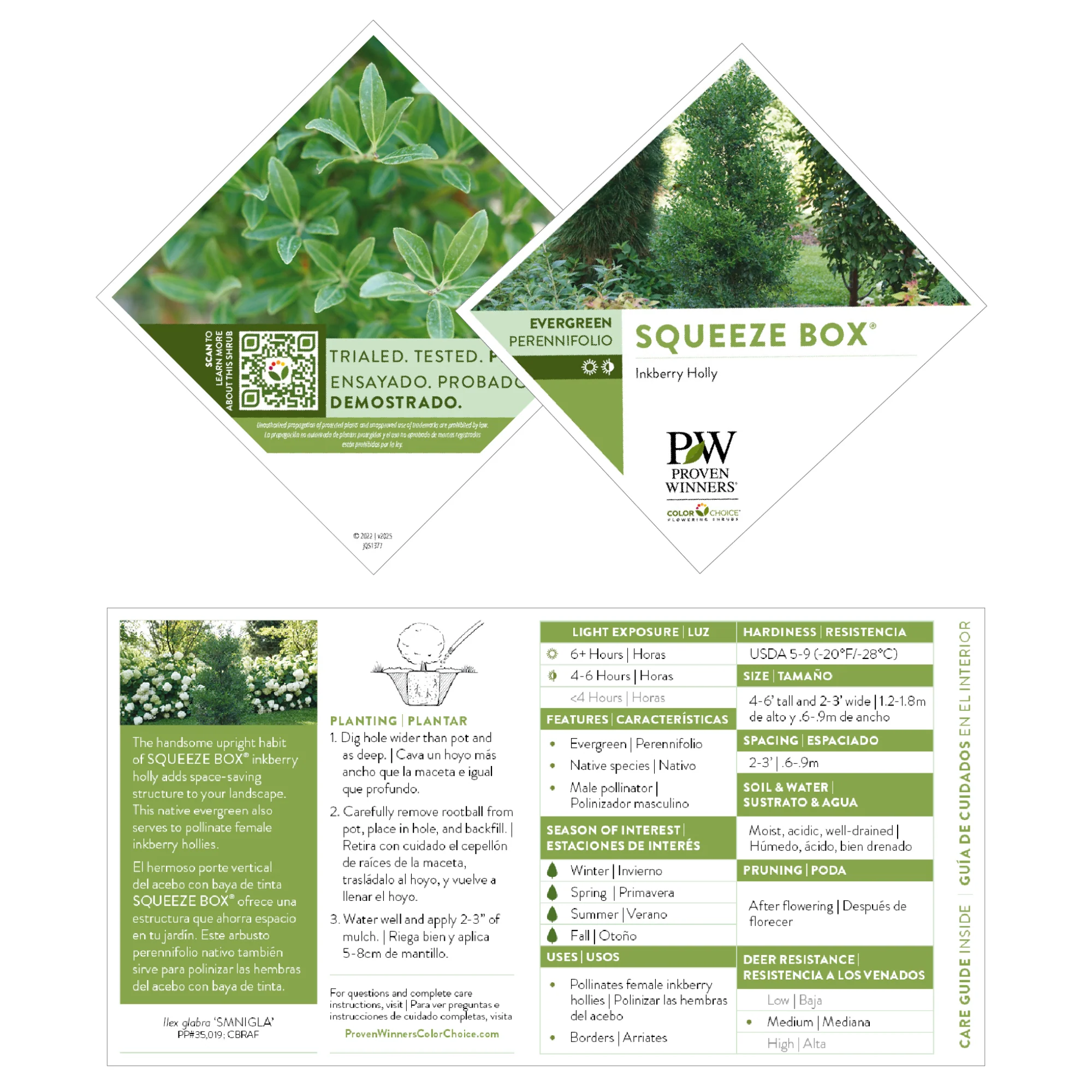 Squeeze Box® Inkberry Holly (Ilex glabra) - Image 7