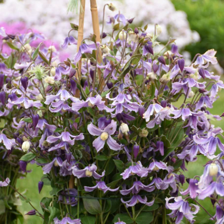 'Stand by Me Lavender' Bush Clematis (Clematis hybrid)