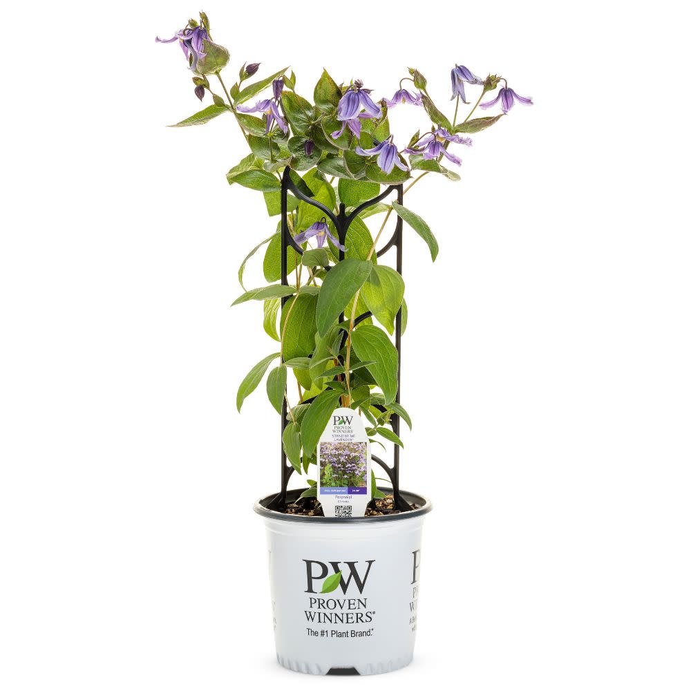 'Stand by Me Lavender' Bush Clematis (Clematis hybrid) - Image 2