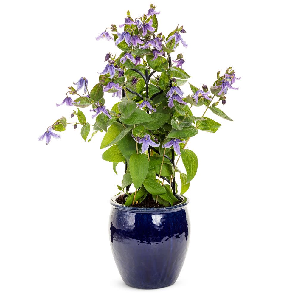 'Stand by Me Lavender' Bush Clematis (Clematis hybrid) - Image 4