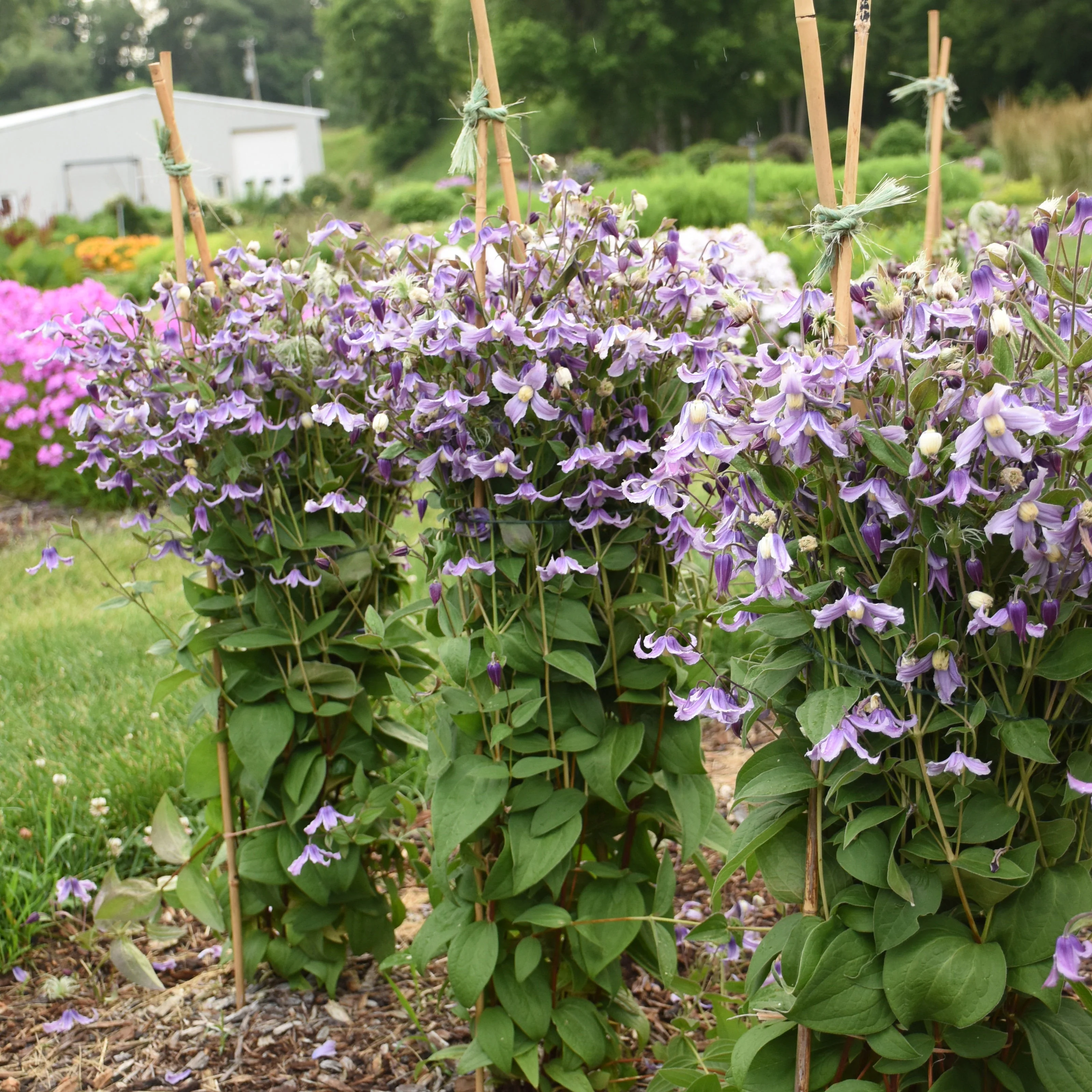 'Stand by Me Lavender' Bush Clematis (Clematis hybrid) - Image 5