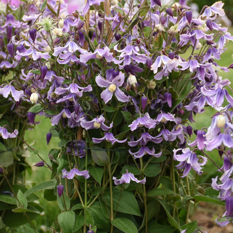 'Stand by Me Lavender' Bush Clematis (Clematis hybrid) - Image 6