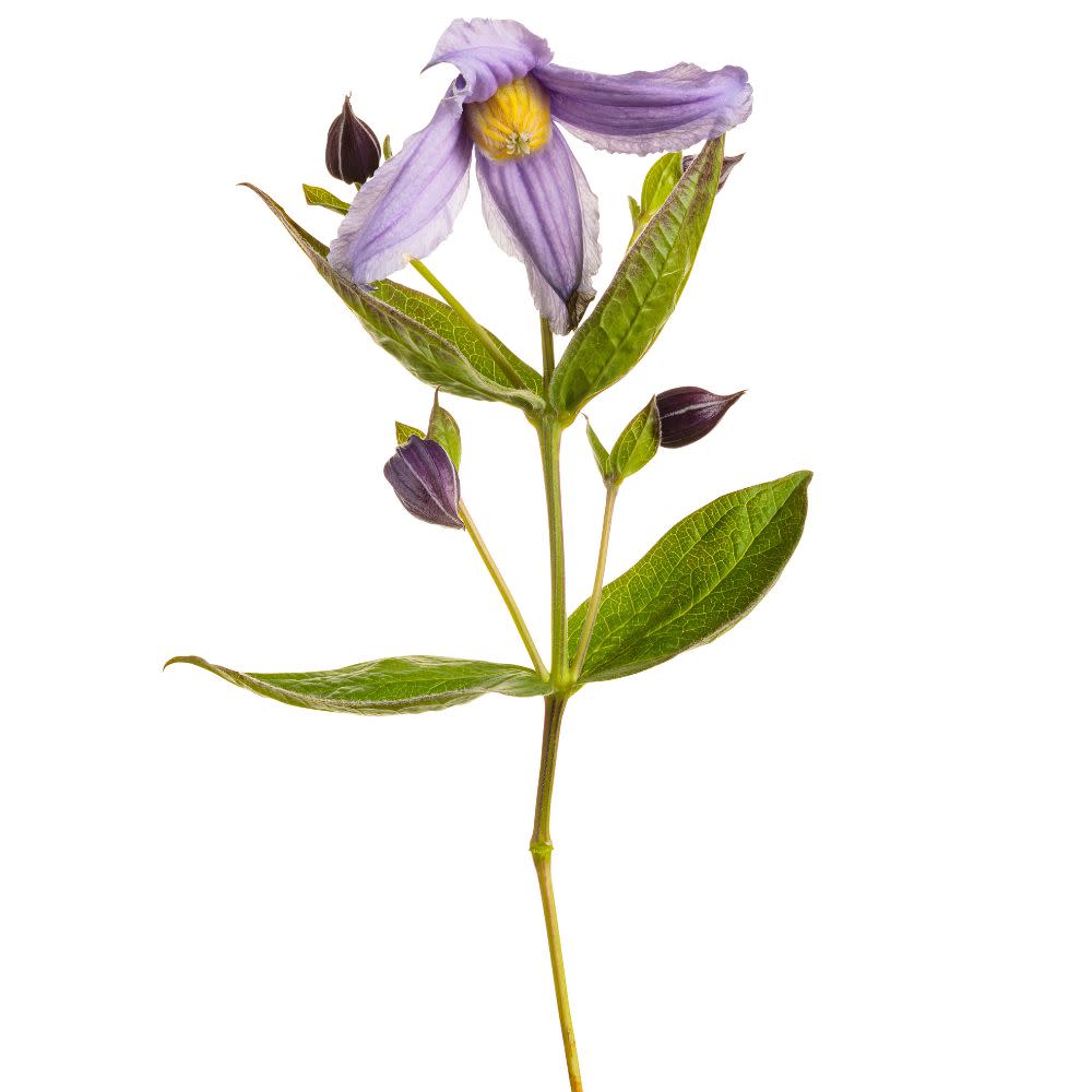 'Stand by Me Lavender' Bush Clematis (Clematis hybrid) - Image 7