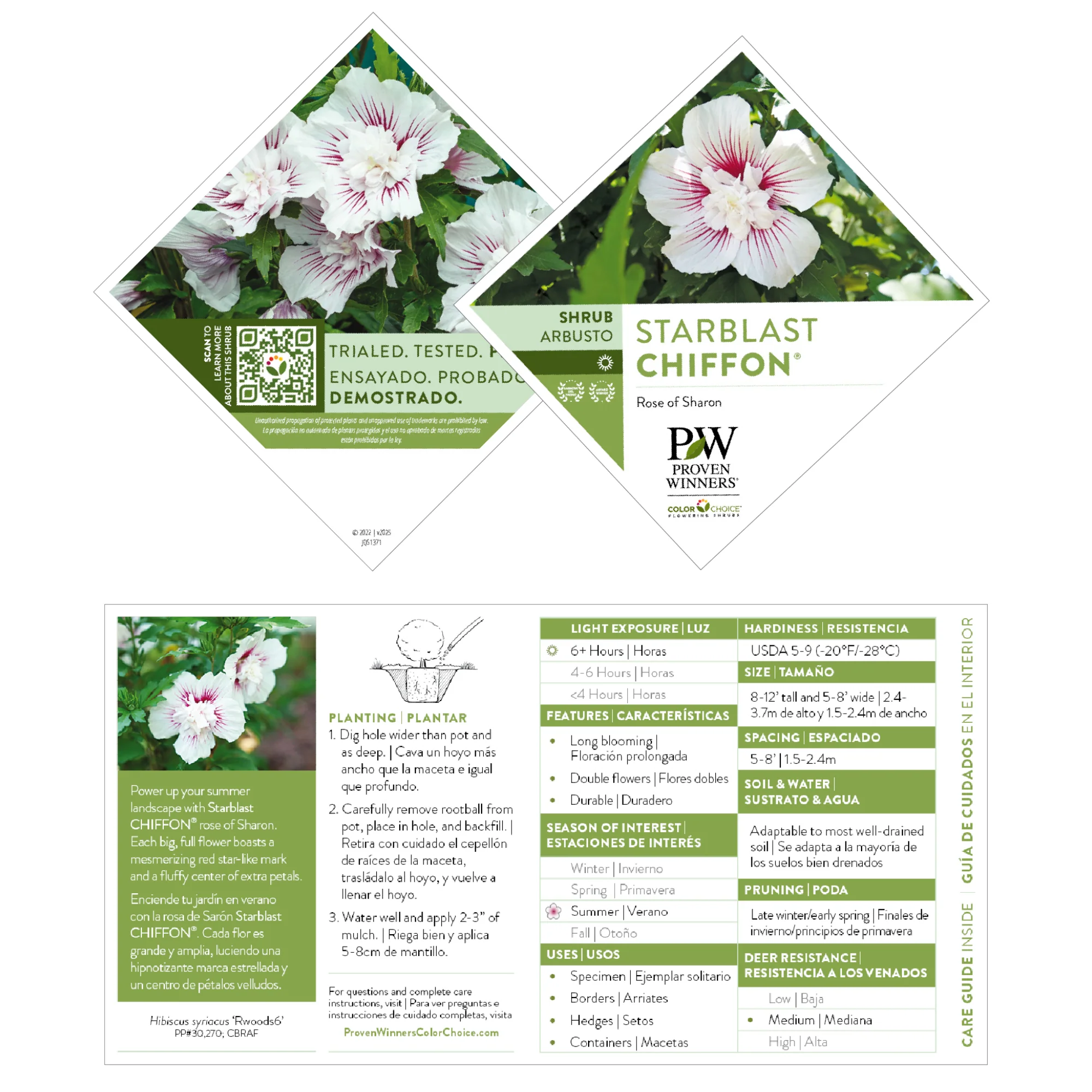 Starblast Chiffon® Rose of Sharon (Hibiscus syriacus) - Image 9