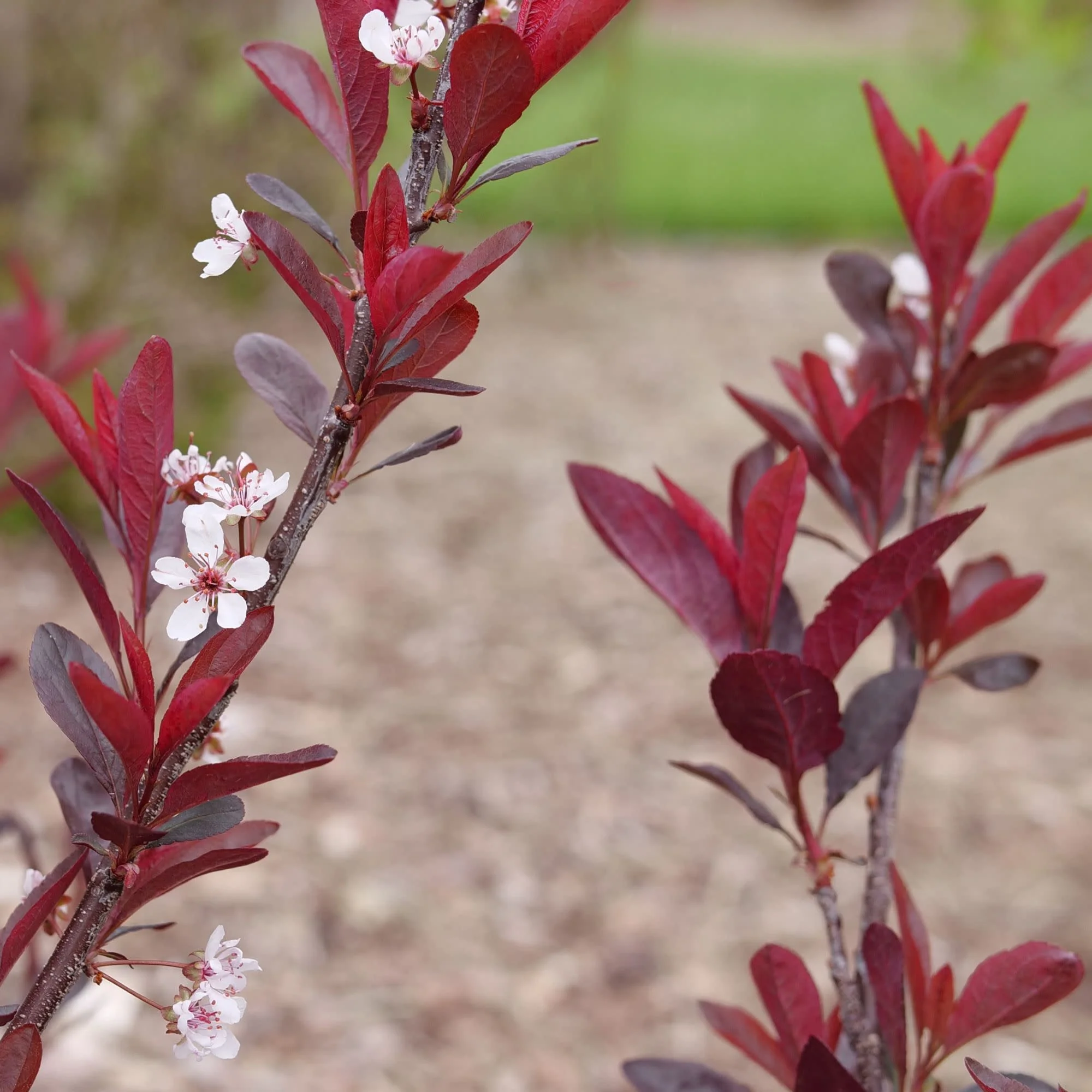 Stay Classy® Purple Leaf Sand Cherry (Prunus x cistena) - Image 3