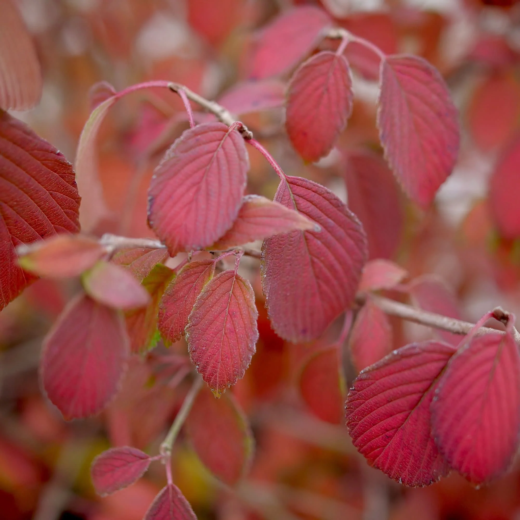 Steady Eddy® Doublefile Viburnum (plicatum var. tomentosum) - Image 3