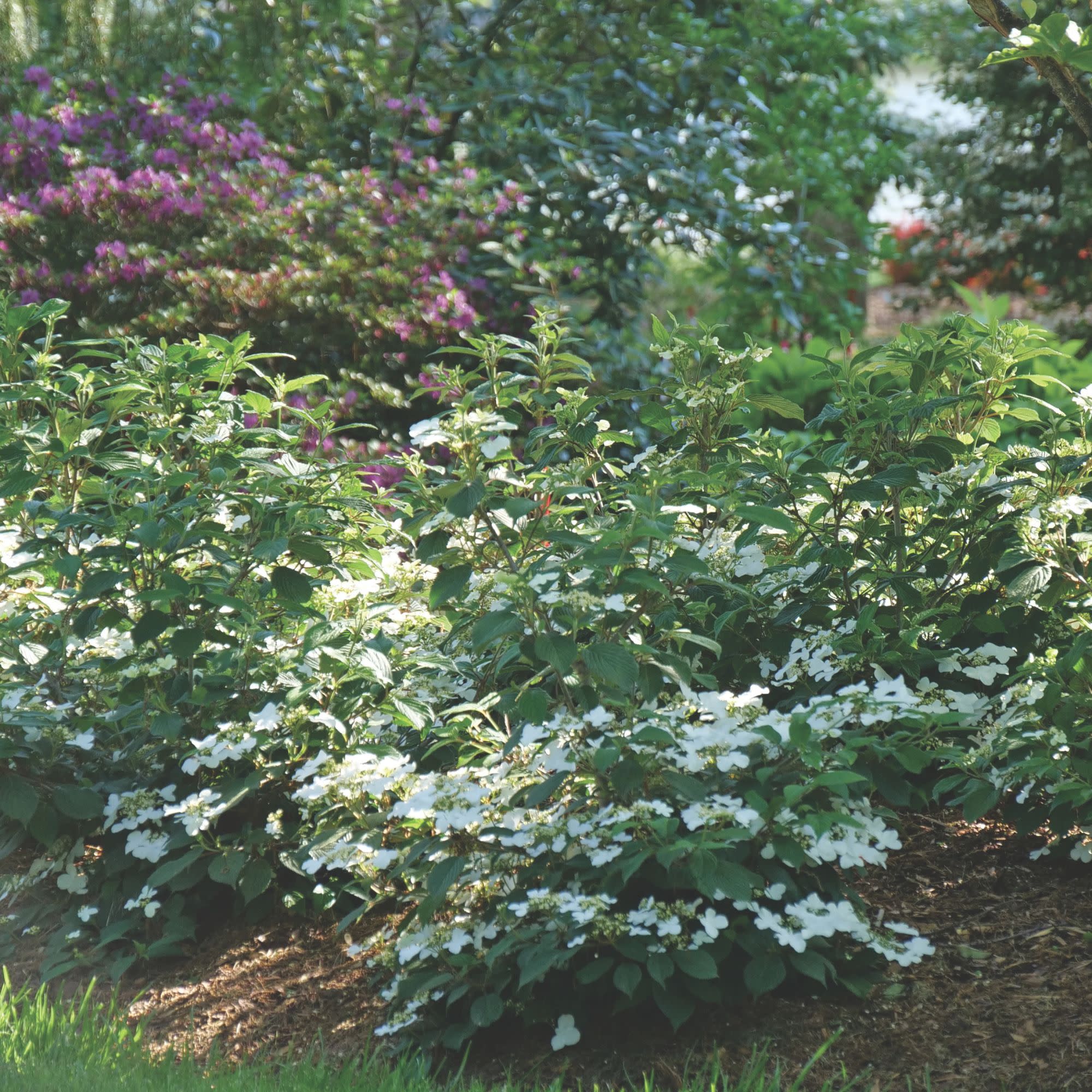 Steady Eddy® Doublefile Viburnum (plicatum var. tomentosum) - Image 4
