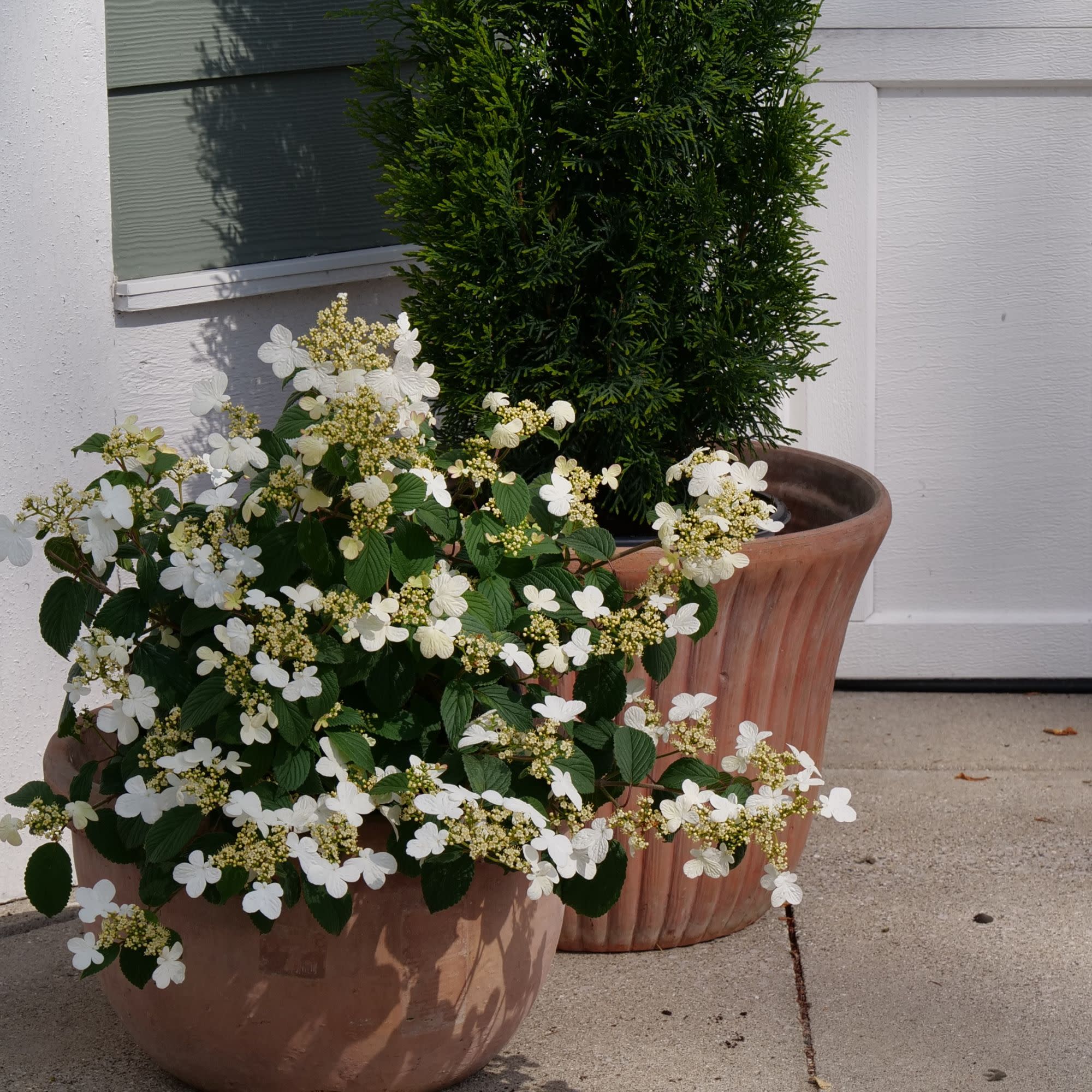 Steady Eddy® Doublefile Viburnum (plicatum var. tomentosum) - Image 5