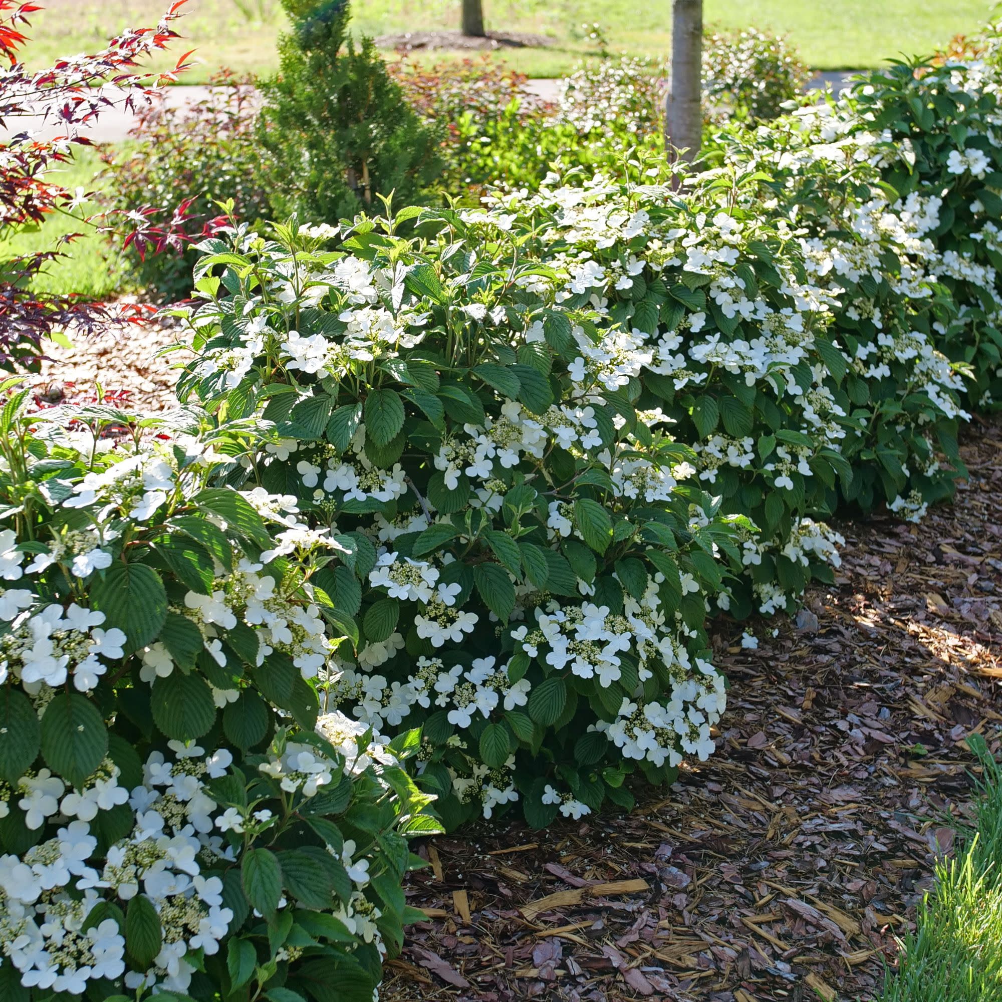 Steady Eddy® Doublefile Viburnum (plicatum var. tomentosum) - Image 6