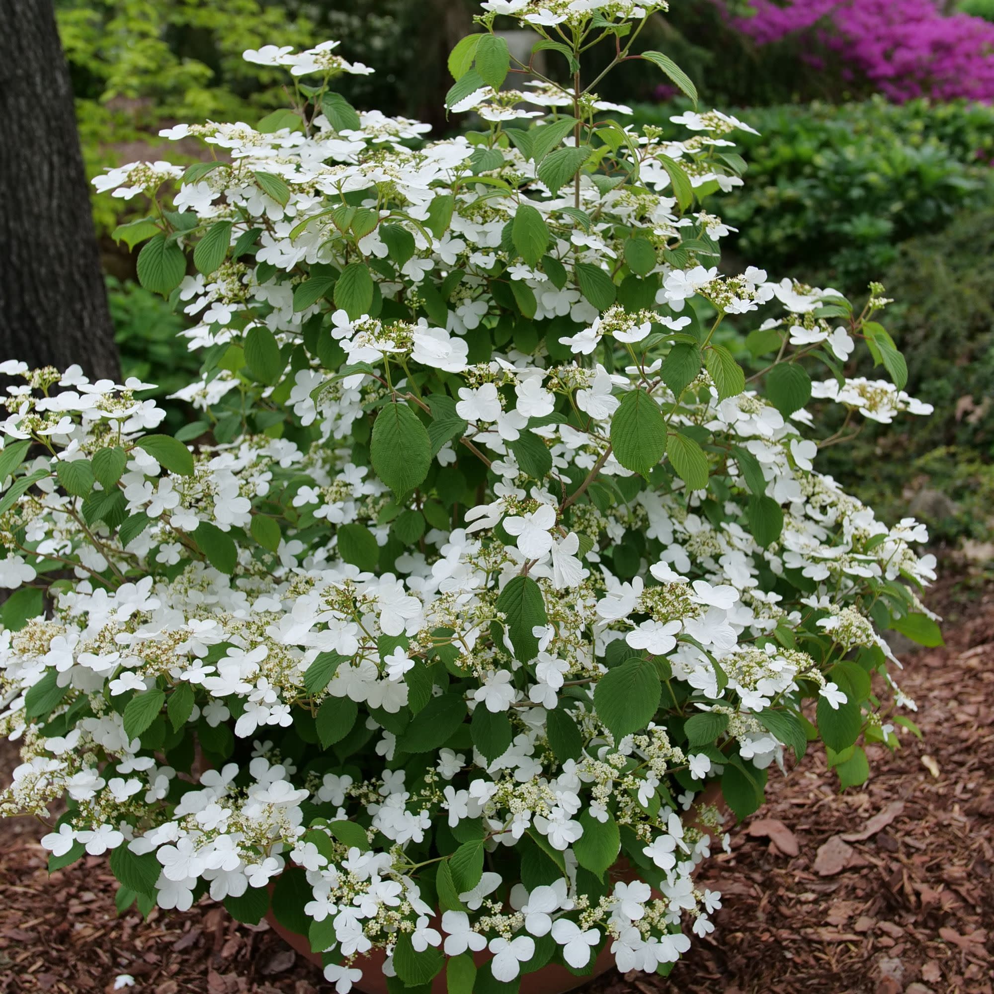 Steady Eddy® Doublefile Viburnum (plicatum var. tomentosum) - Image 7