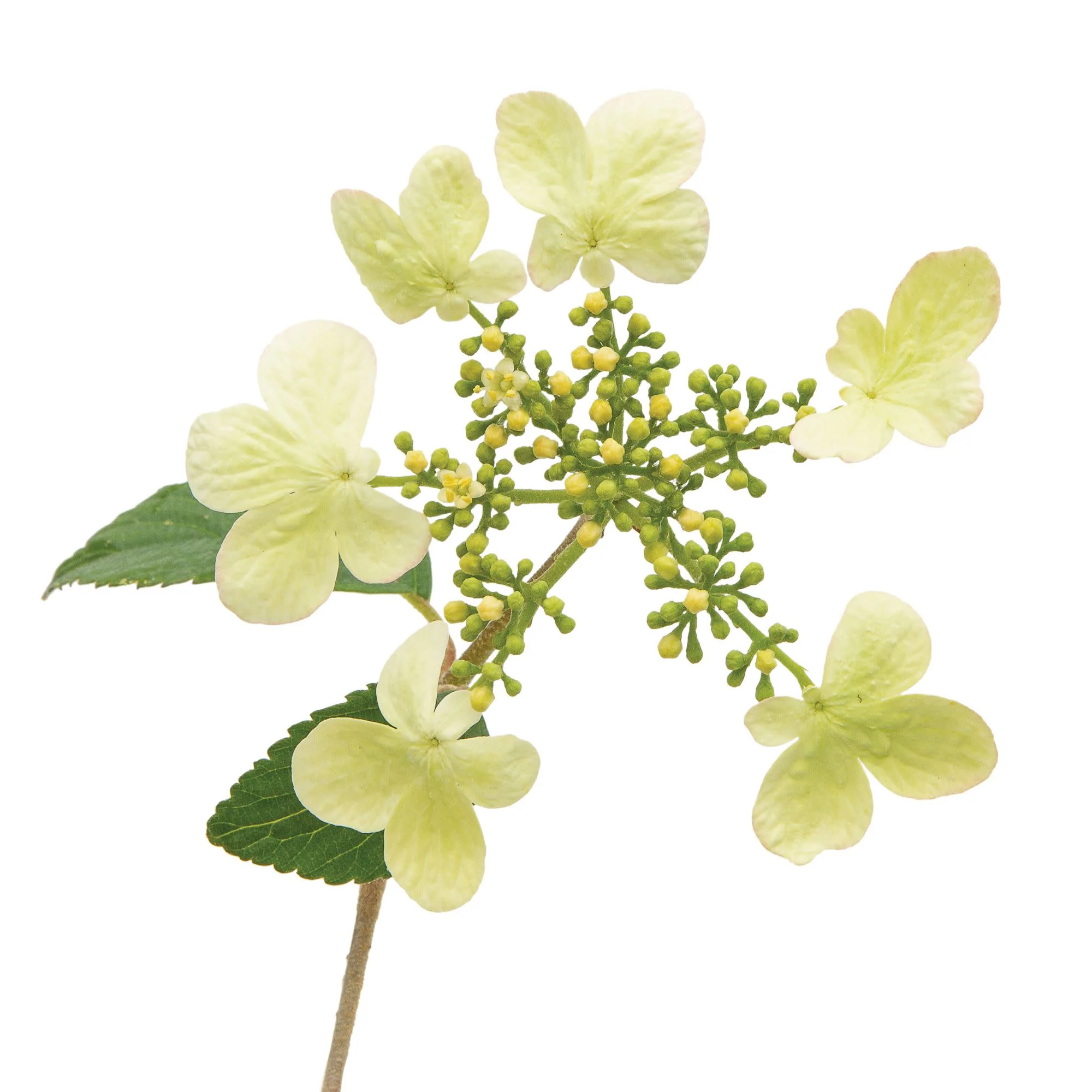 Steady Eddy® Doublefile Viburnum (plicatum var. tomentosum) - Image 8