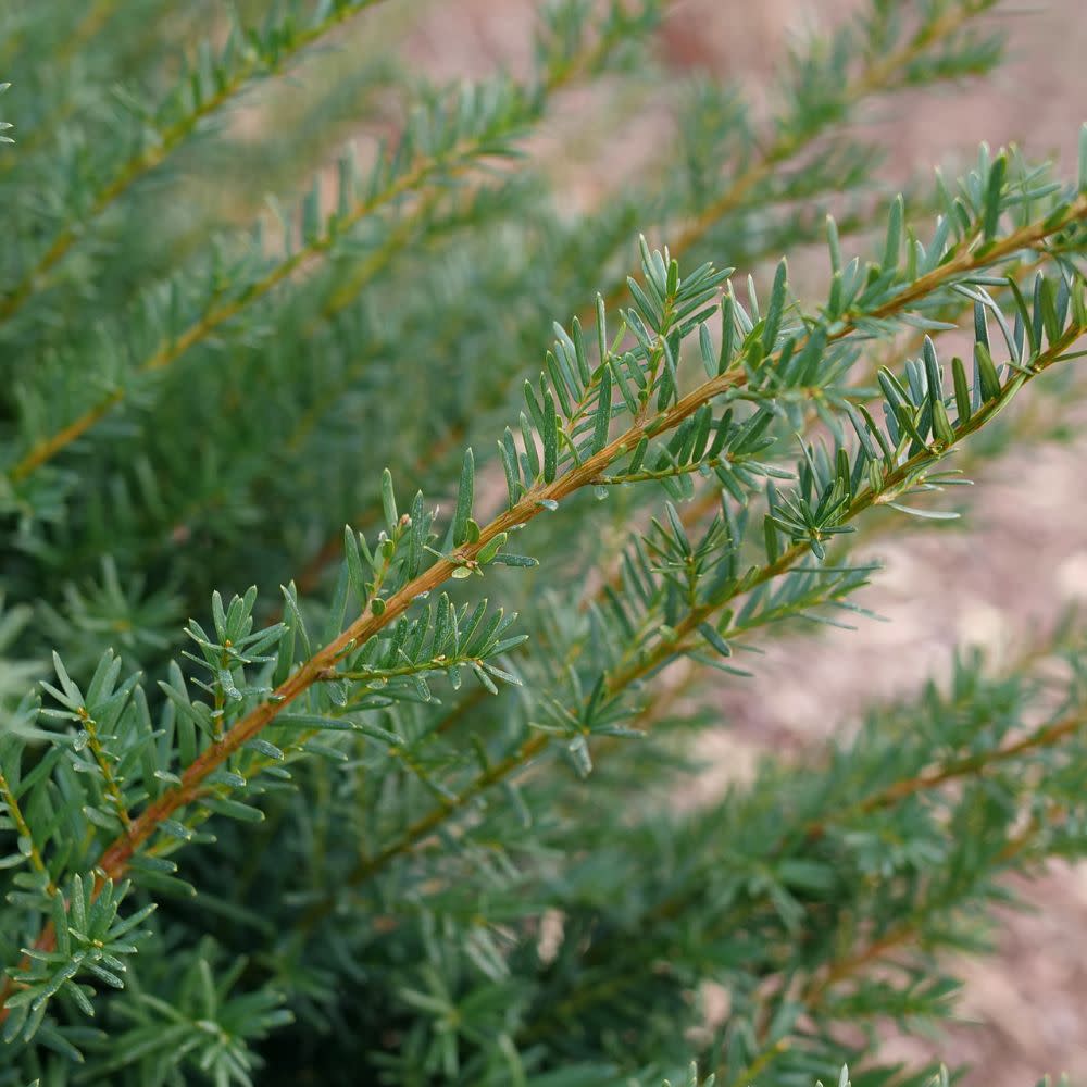 Stonehenge Dark Druid® Yew (Taxus x media) - Image 2