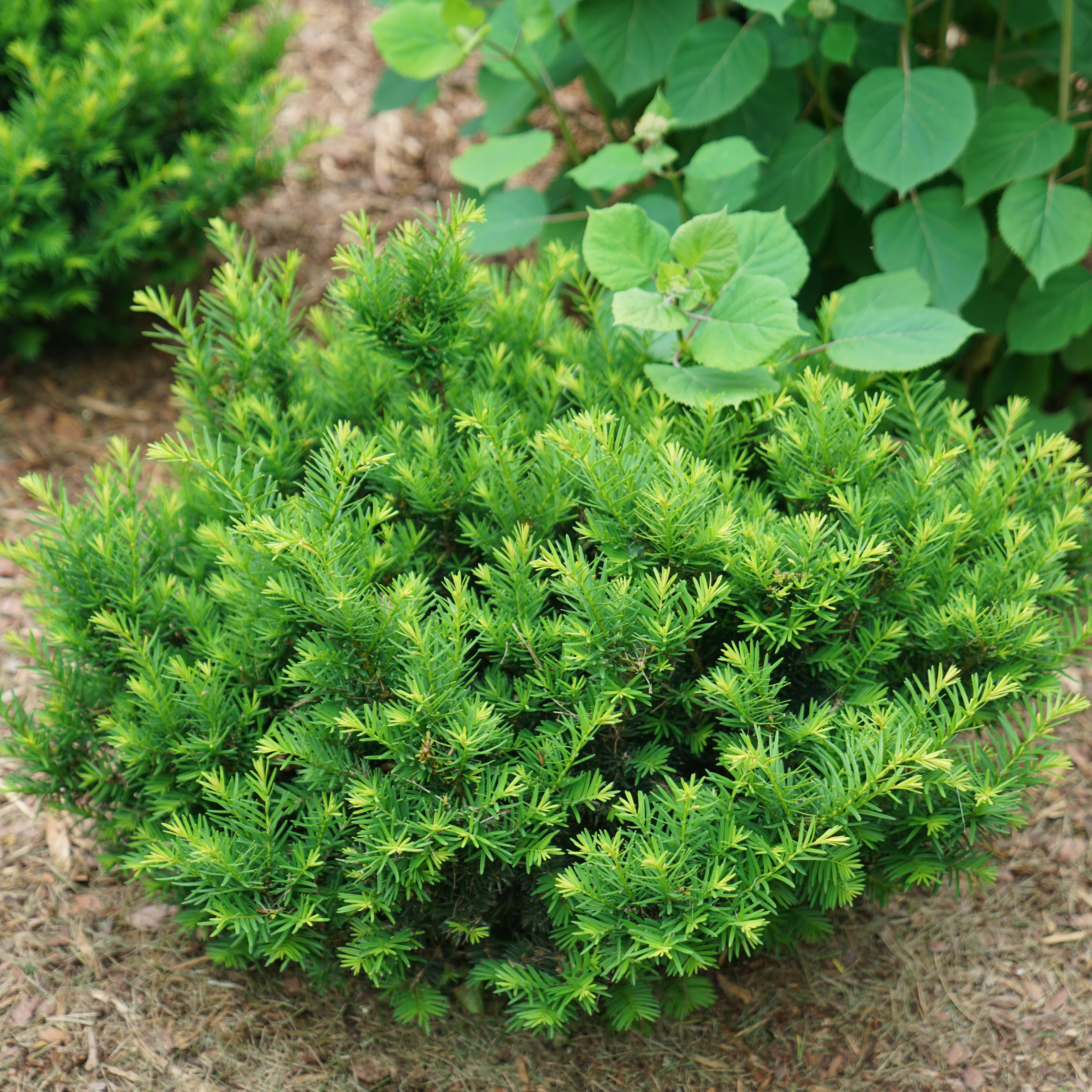 Stonehenge Dark Druid® Yew (Taxus x media) - Image 4