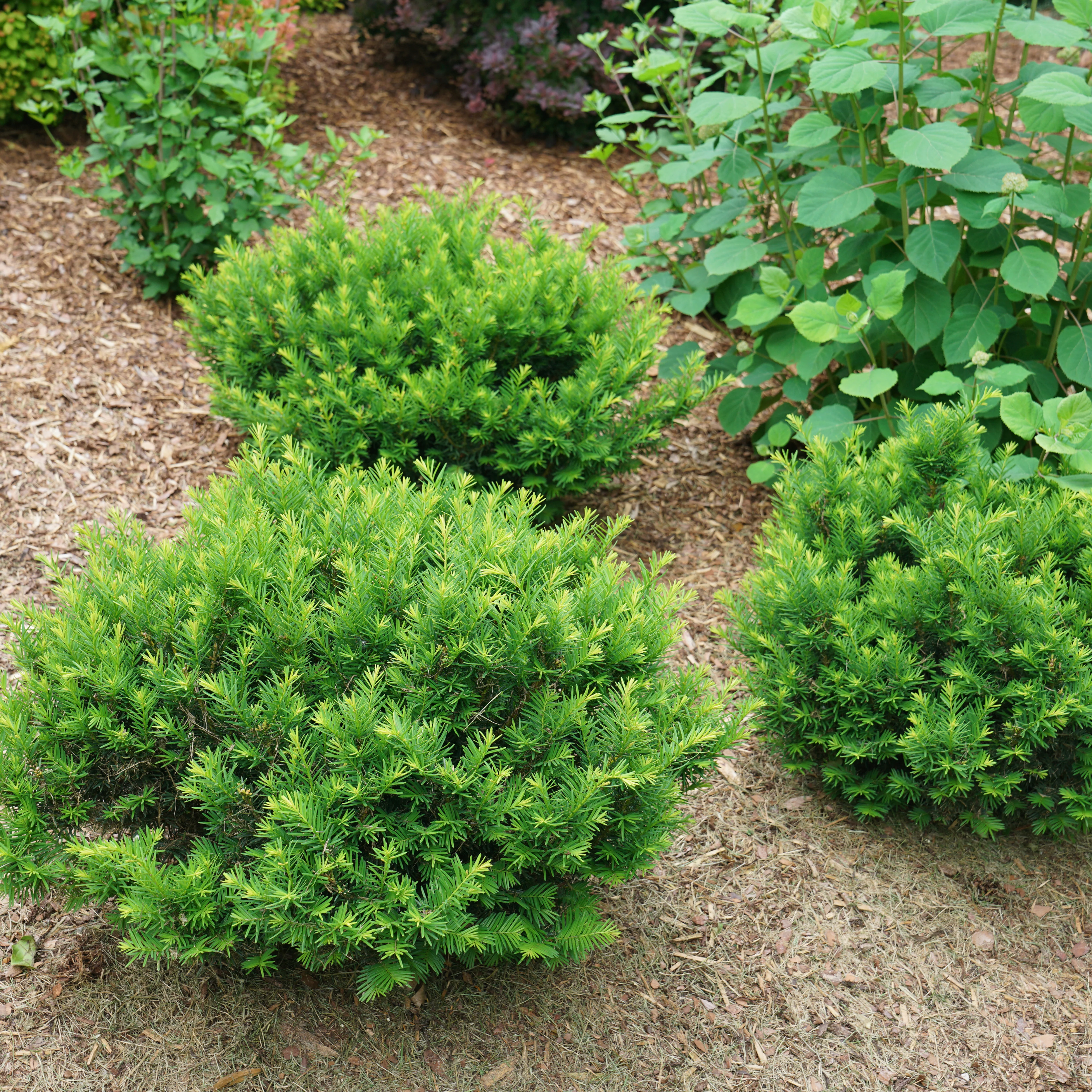 Stonehenge Dark Druid® Yew (Taxus x media) - Image 5