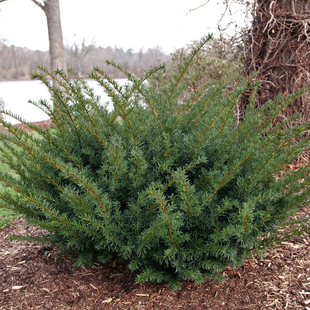 Stonehenge Dark Druid® Yew (Taxus x media) - Image 6
