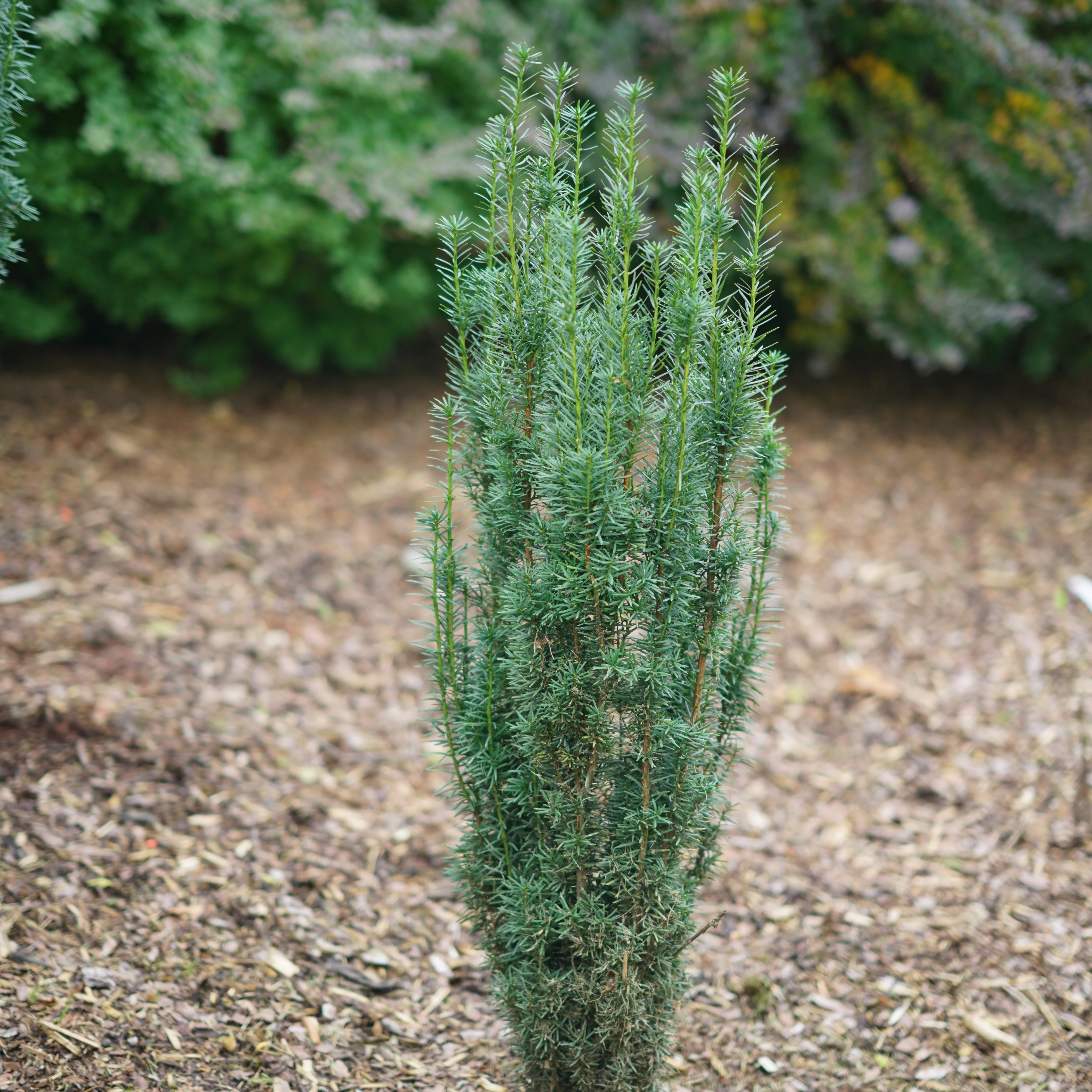 Stonehenge Skinny® Yew (Taxus x media) - Image 3