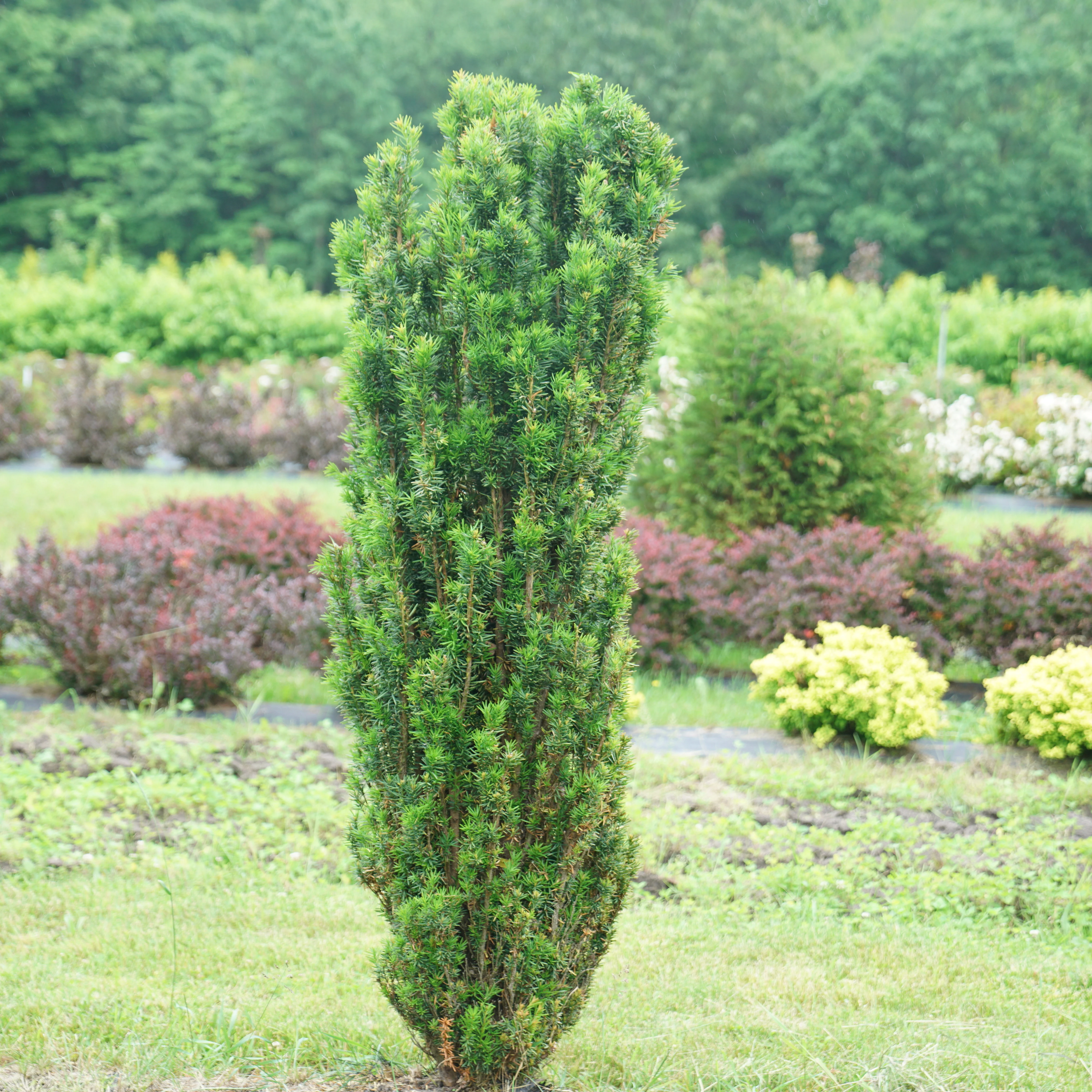 Stonehenge Skinny® Yew (Taxus x media) - Image 4