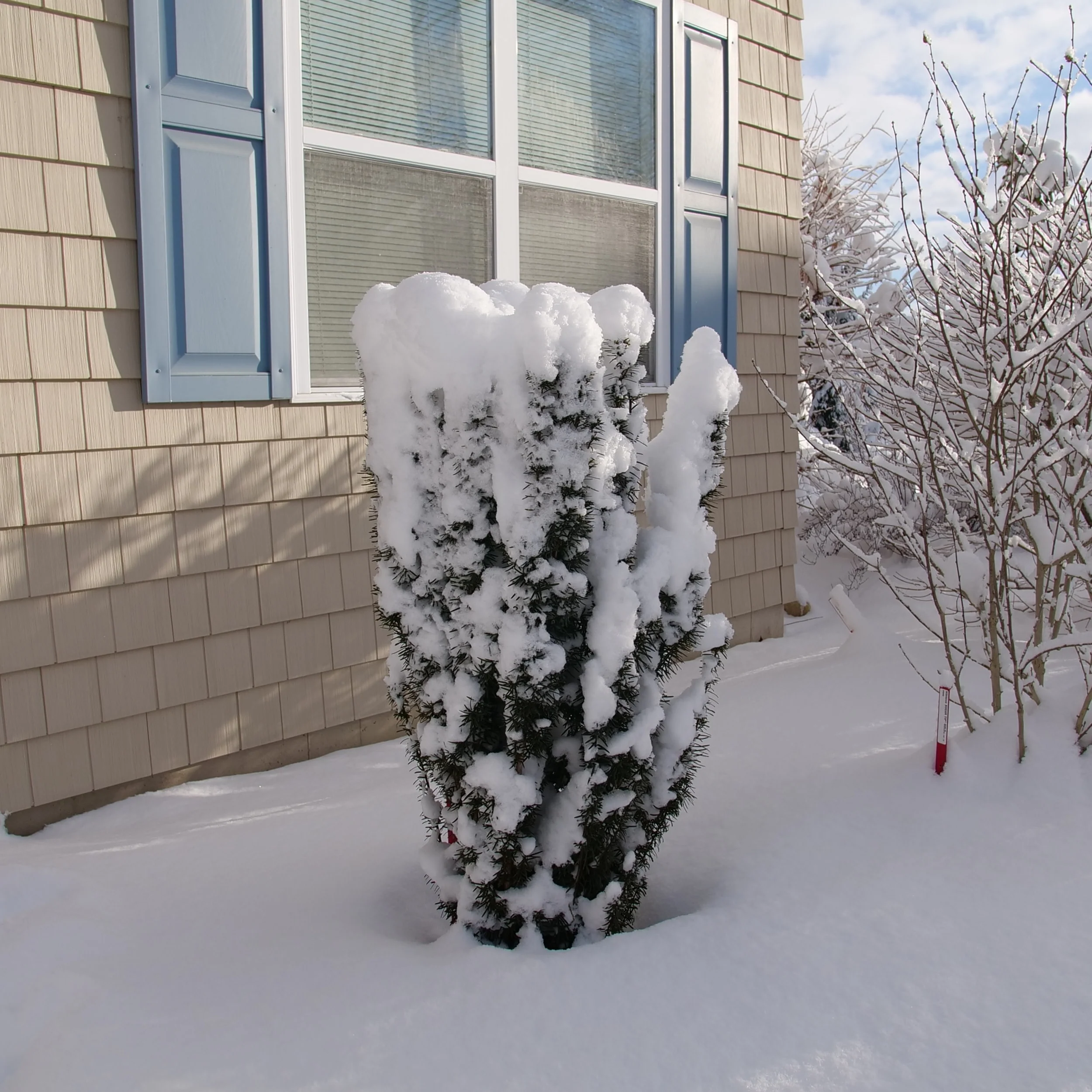 Stonehenge Skinny® Yew (Taxus x media) - Image 5