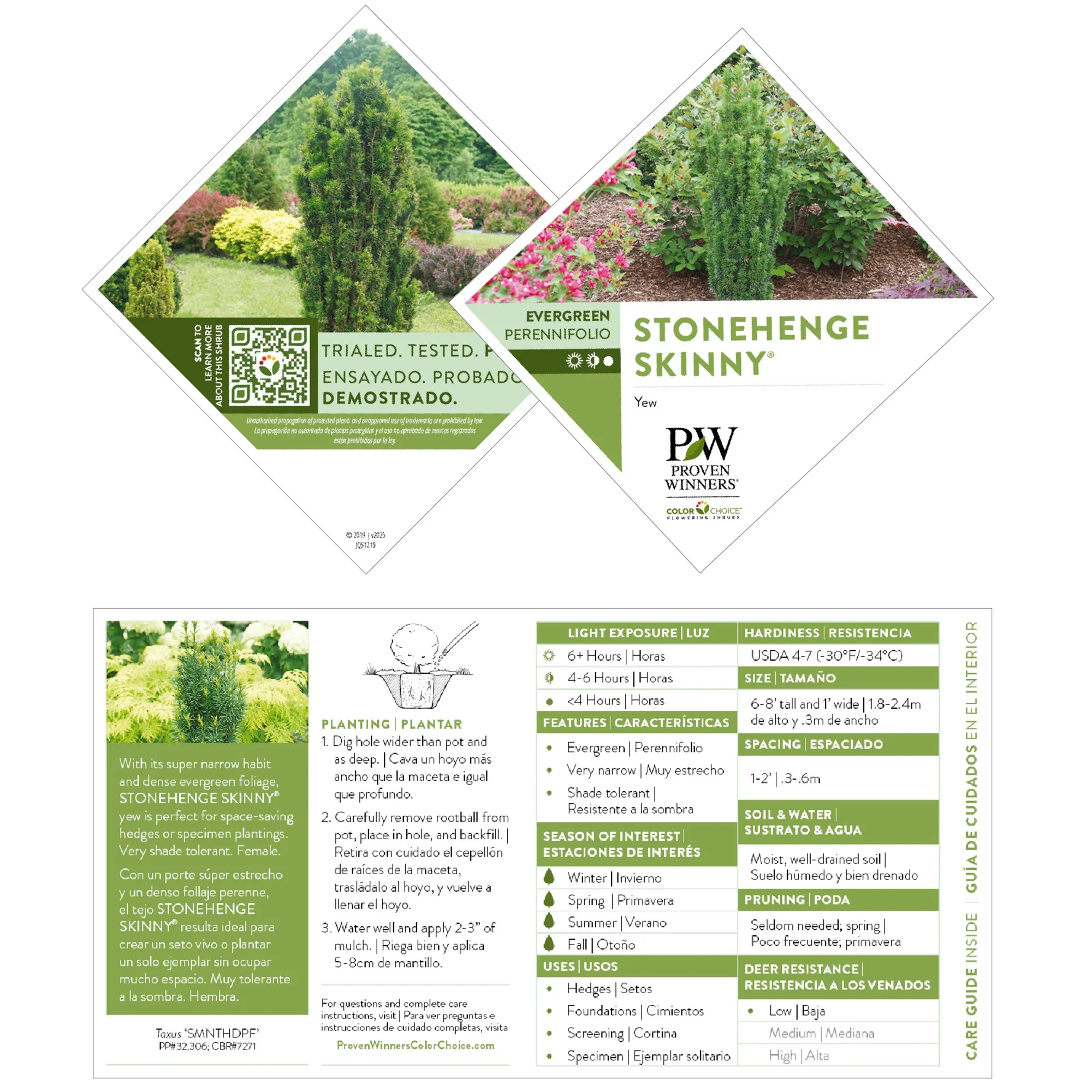 Stonehenge Skinny® Yew (Taxus x media) - Image 7
