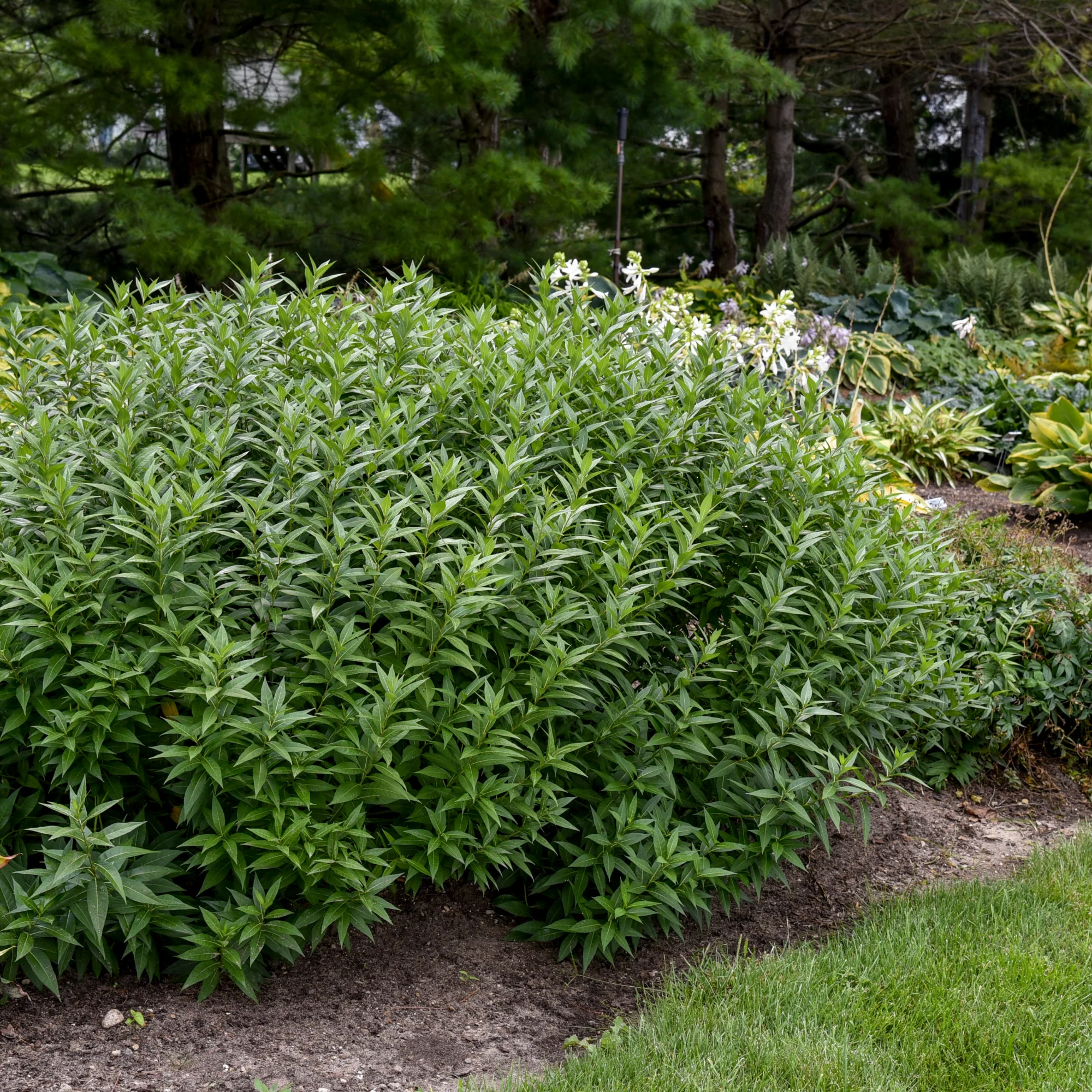 'Storm Cloud' Bluestar (Amsonia tabernaemontana) - Image 7