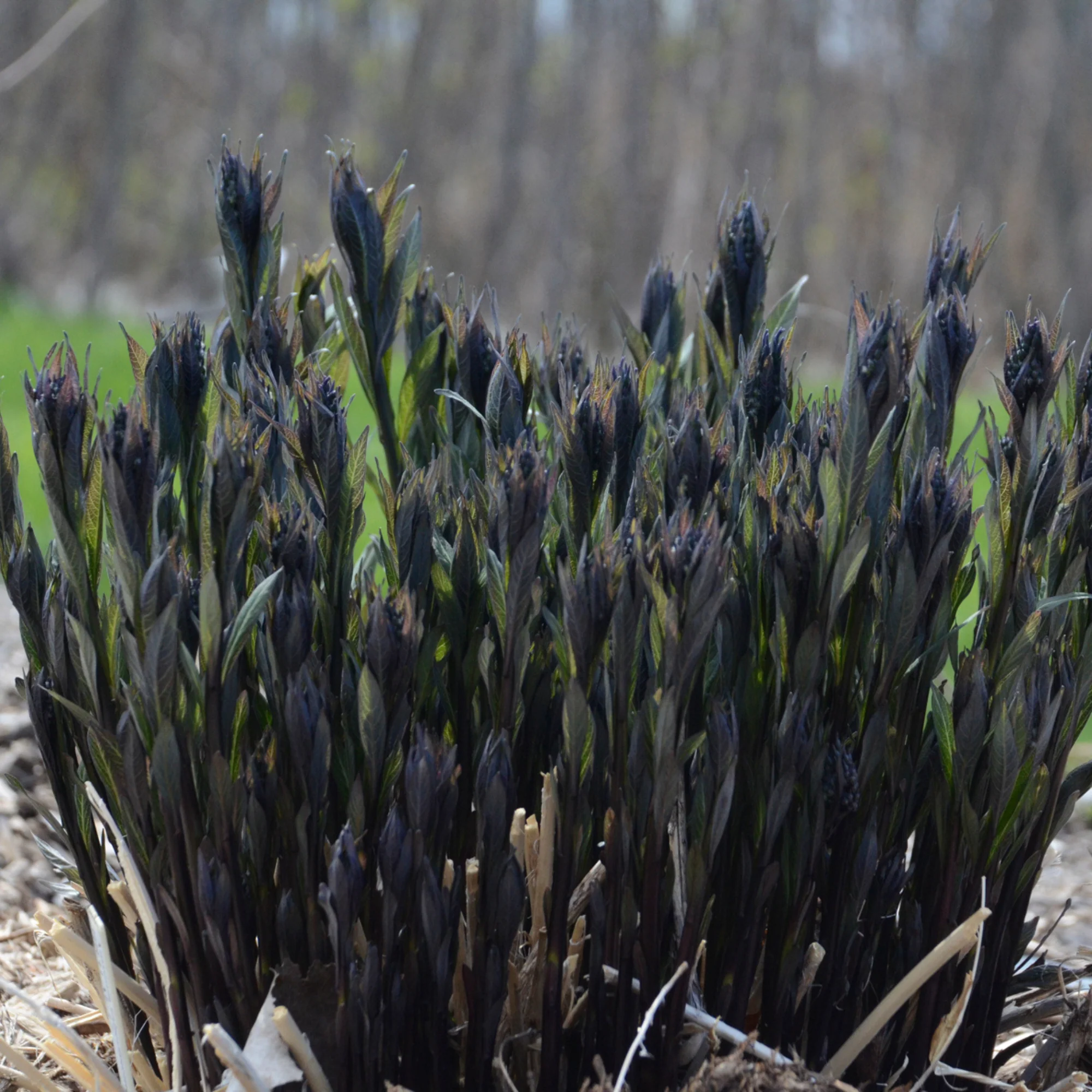 'Storm Cloud' Bluestar (Amsonia tabernaemontana) - Image 8