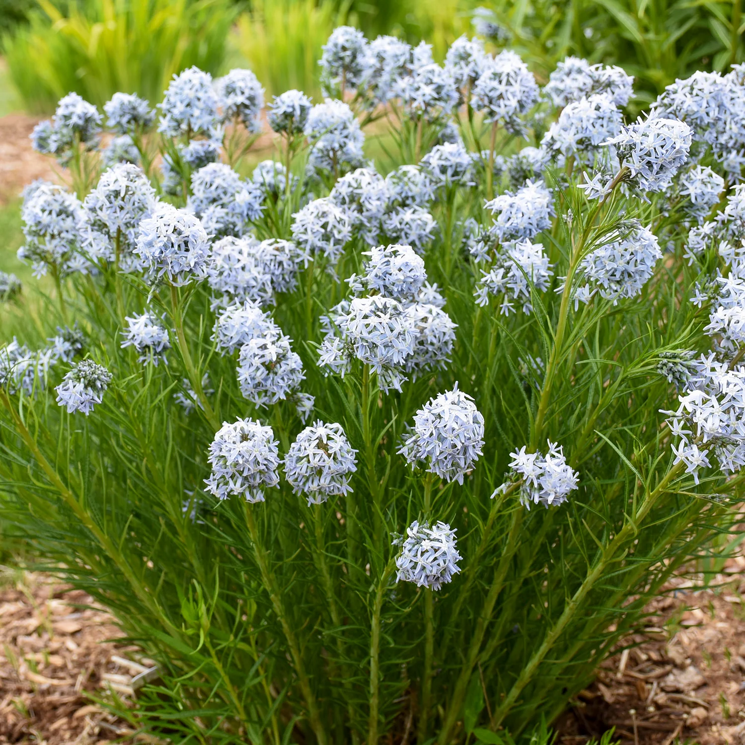 'String Theory' Bluestar (Amsonia hybrid) - Image 6