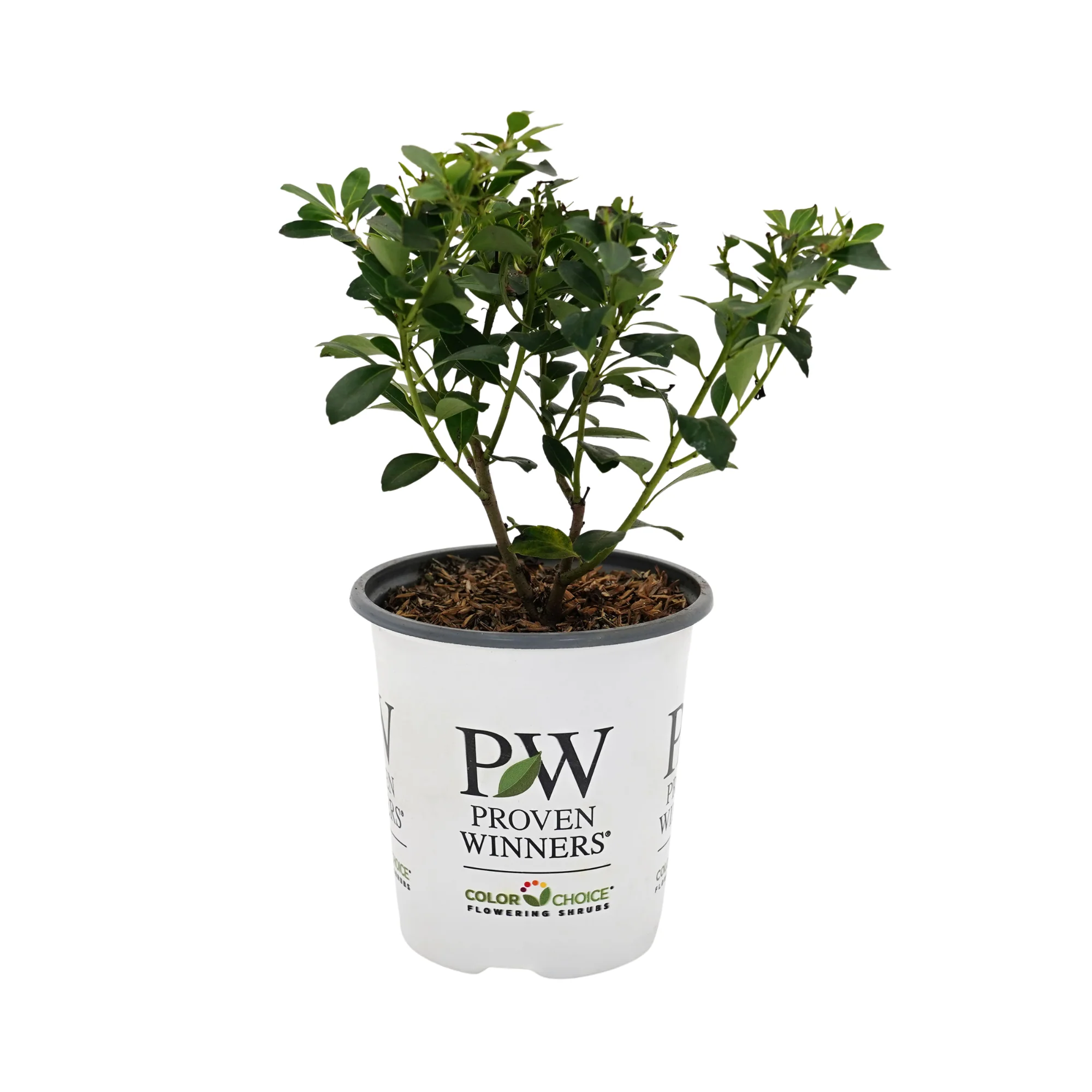 Strongbox® Inkberry Holly (Ilex glabra) - Image 2