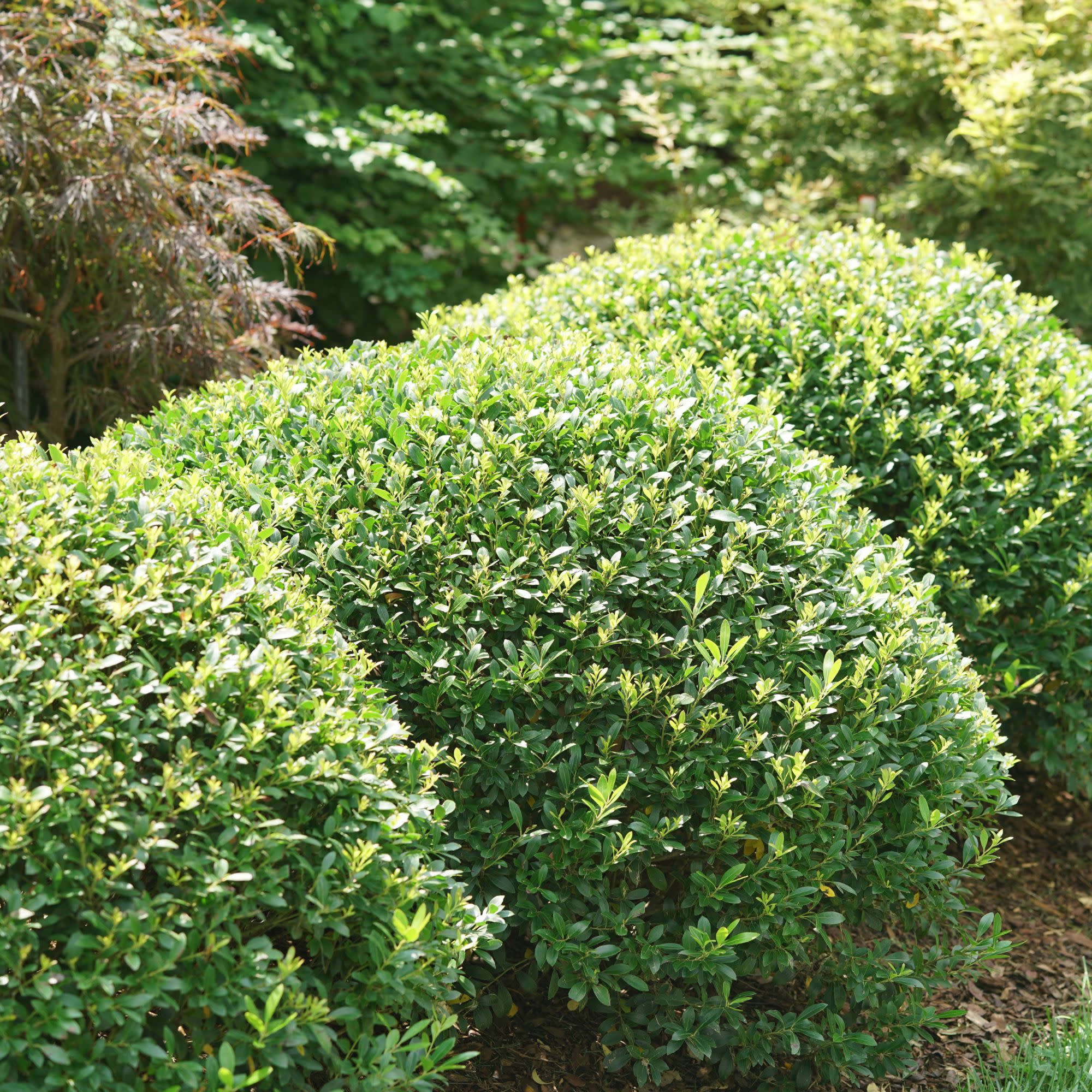 Strongbox® Inkberry Holly (Ilex glabra) - Image 7
