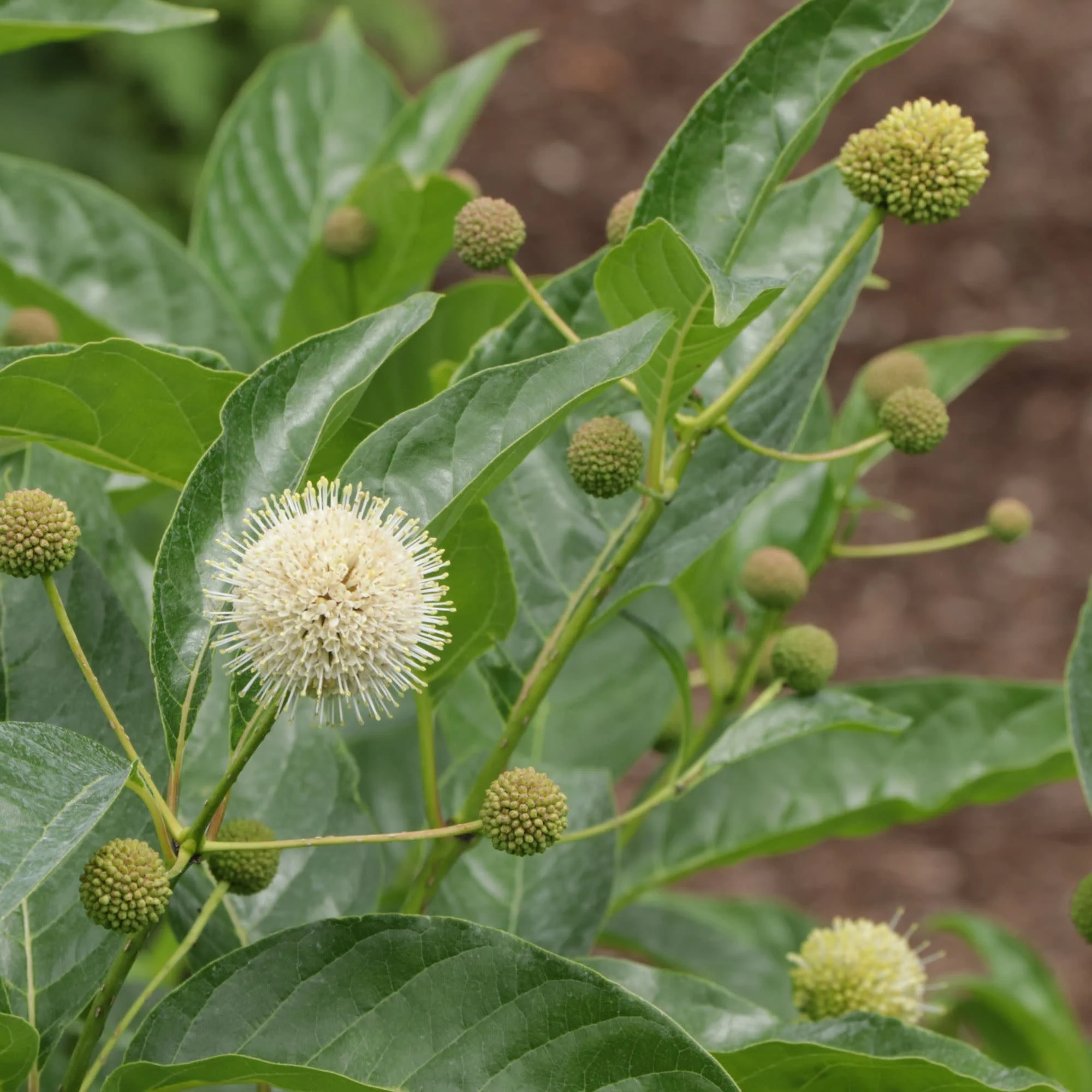 Sugar Shack 2.0 Buttonbush (Cephalanthus occidentalis) | Proven Winners® New Variety 2027 - Image 3