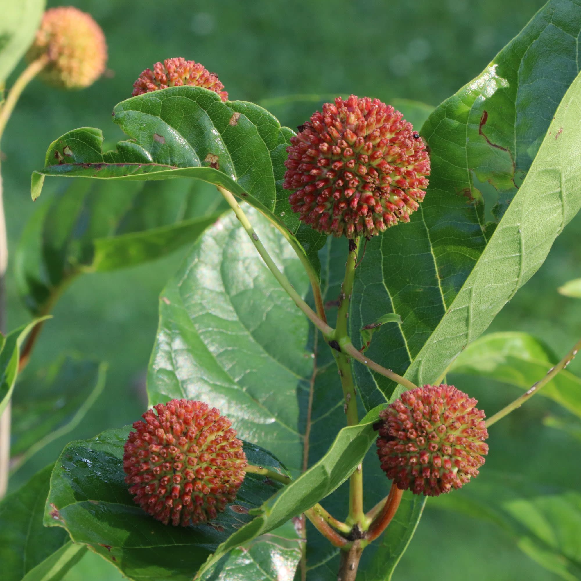 Sugar Shack 2.0 Buttonbush (Cephalanthus occidentalis) | Proven Winners® New Variety 2027 - Image 4